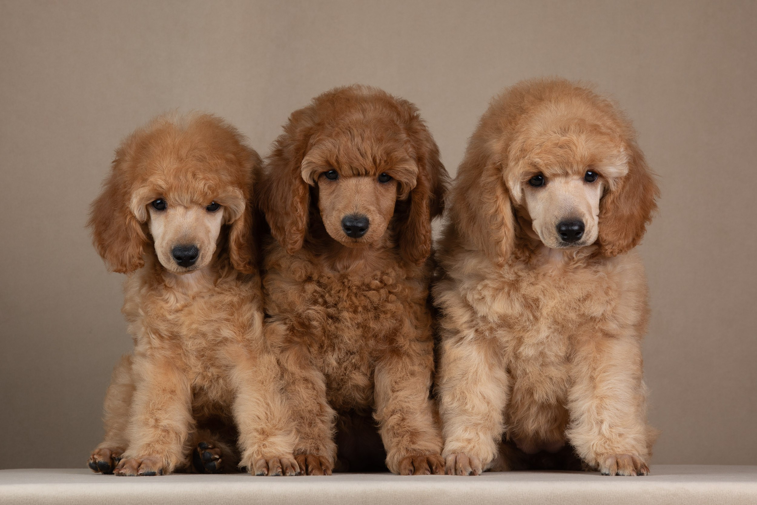Фотограф-анималист в Москве и Московской области Татьяна Фролова