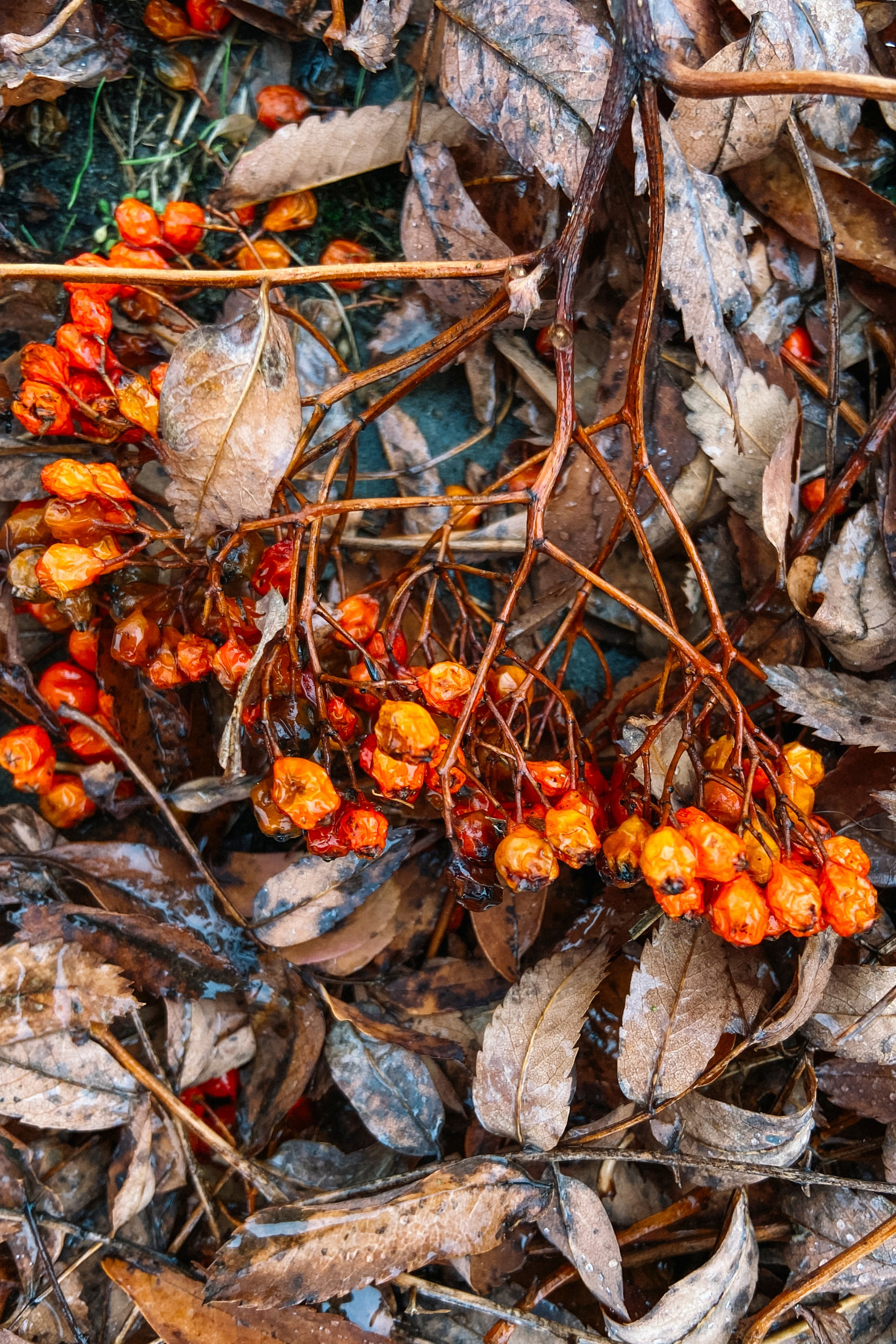 Природа. Команда фотографов Кристины Ивановой