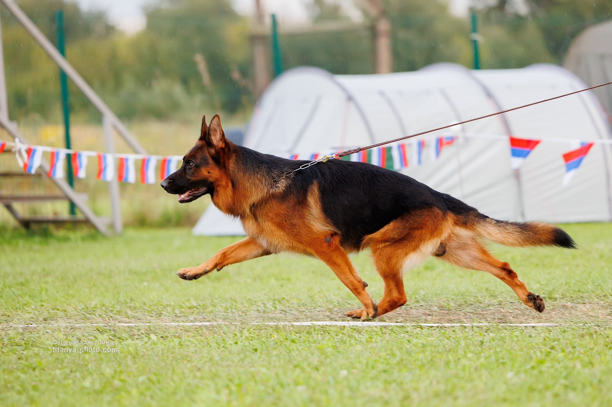 Немецкие овчарки: фото из рингов и вне ринга, мутпроба (фотографии с выставок). Фотограф собак, фотограф-анималист Аня Титова (Titanya). Москва