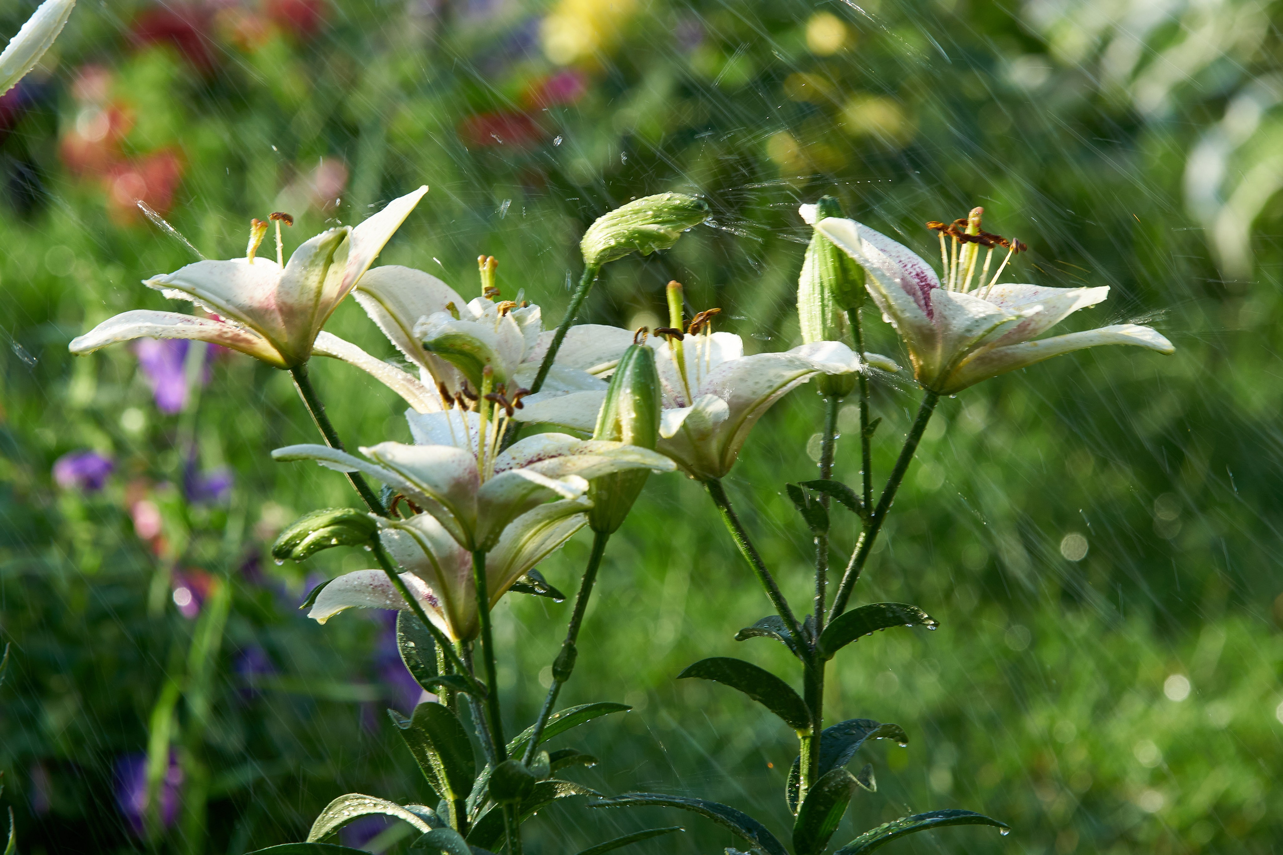 Наша мать — природа. Фотограф Владимир Артамонов