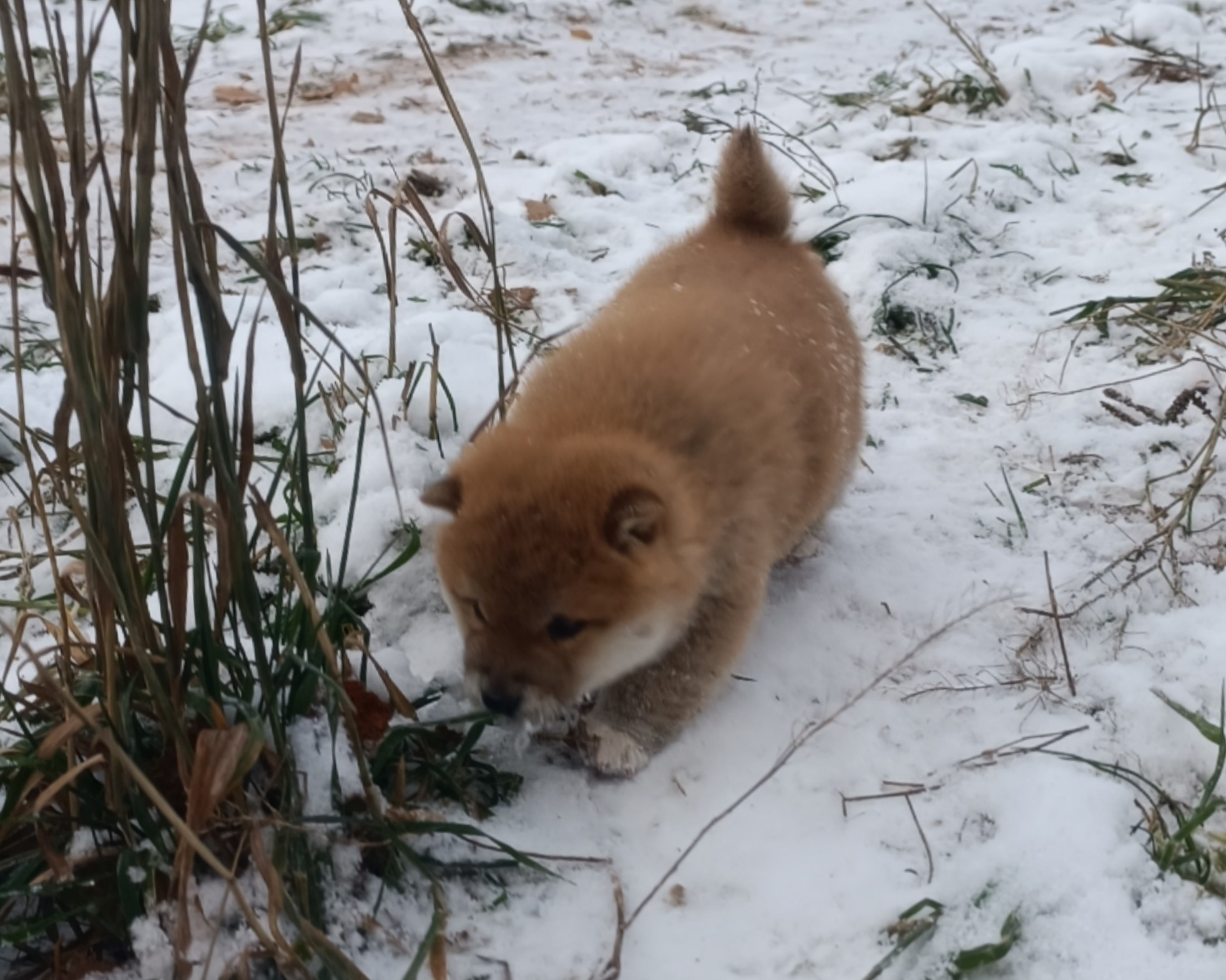 сиба питомник Рубилайт щенки на продажу rubylight  сиба щенки купить СПб Санкт-Петербург 