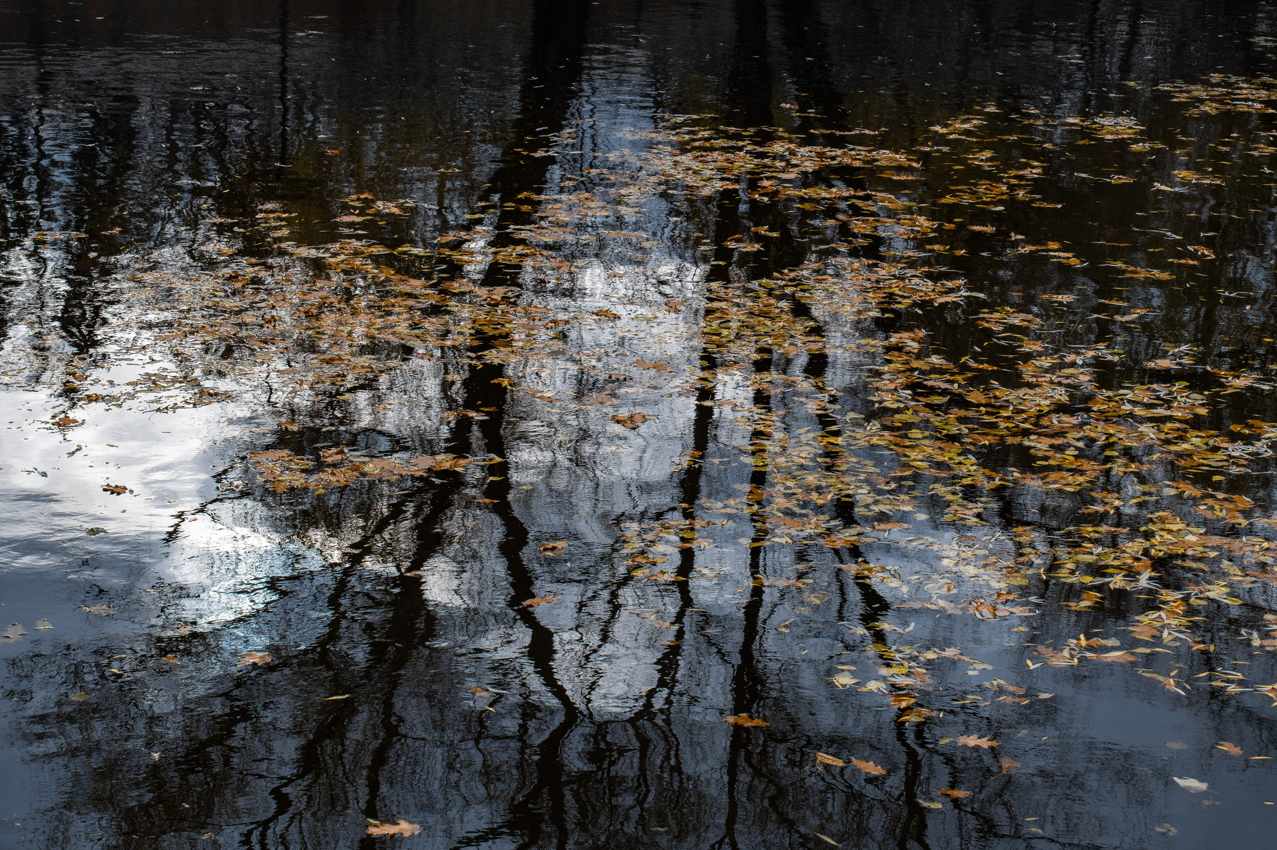 20221030 Новодевичий. Дмитрий Ремизов. Фотография, как хобби