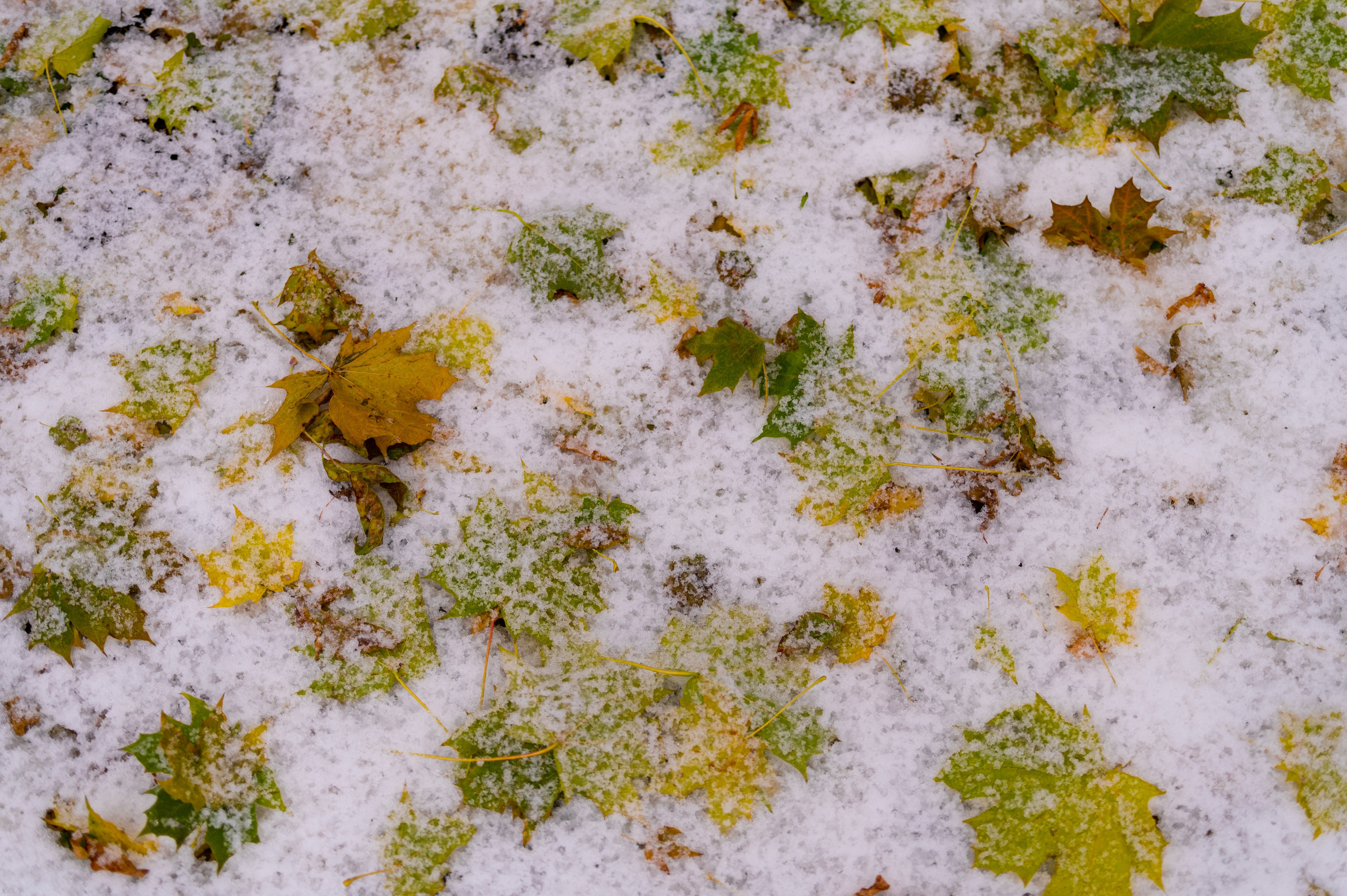 20231030 Тест Tamron SP 35 mm F/1.8. Дмитрий Ремизов. Фотография, как хобби