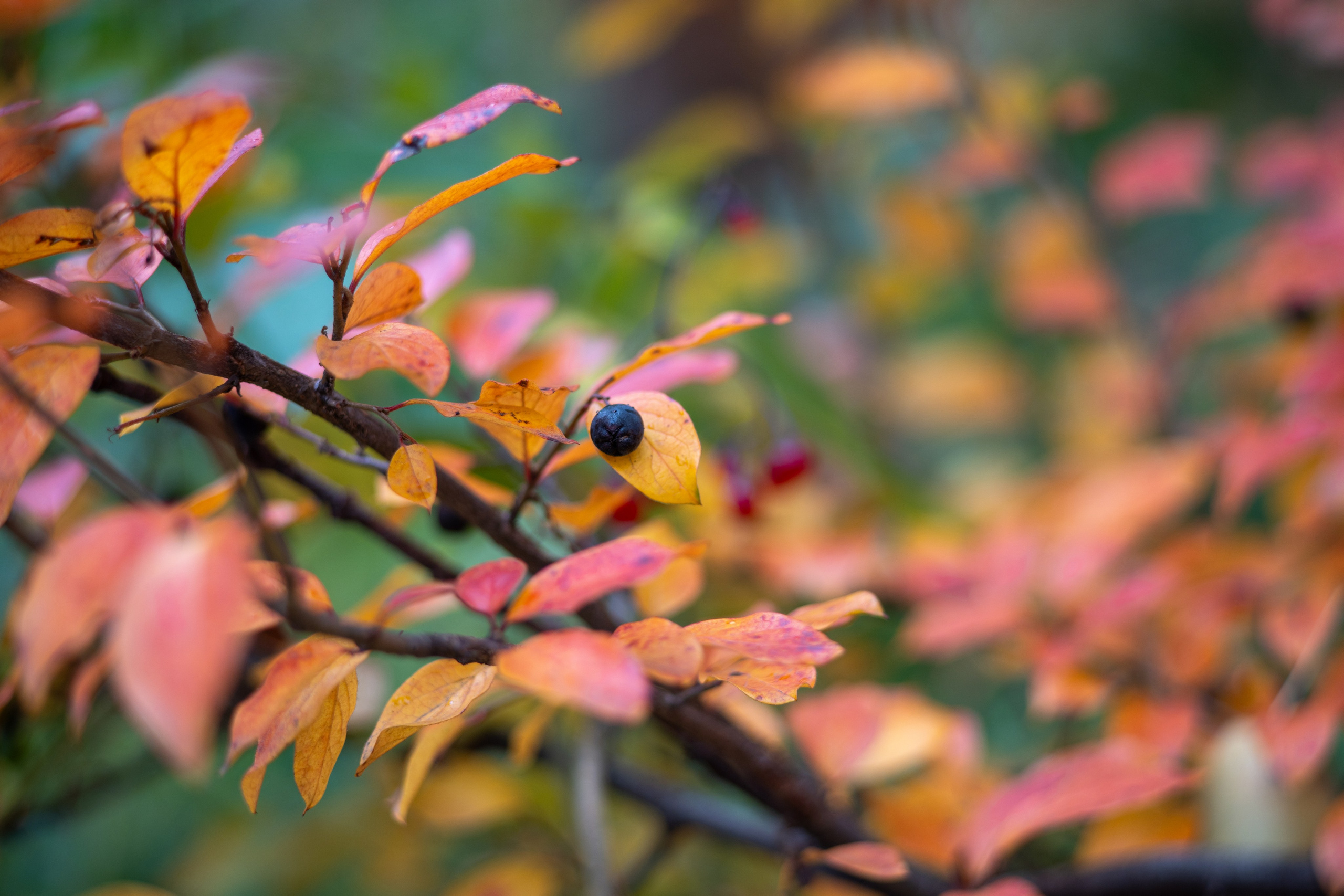 20251012 МГУ. Дмитрий Ремизов. Фотография, как хобби