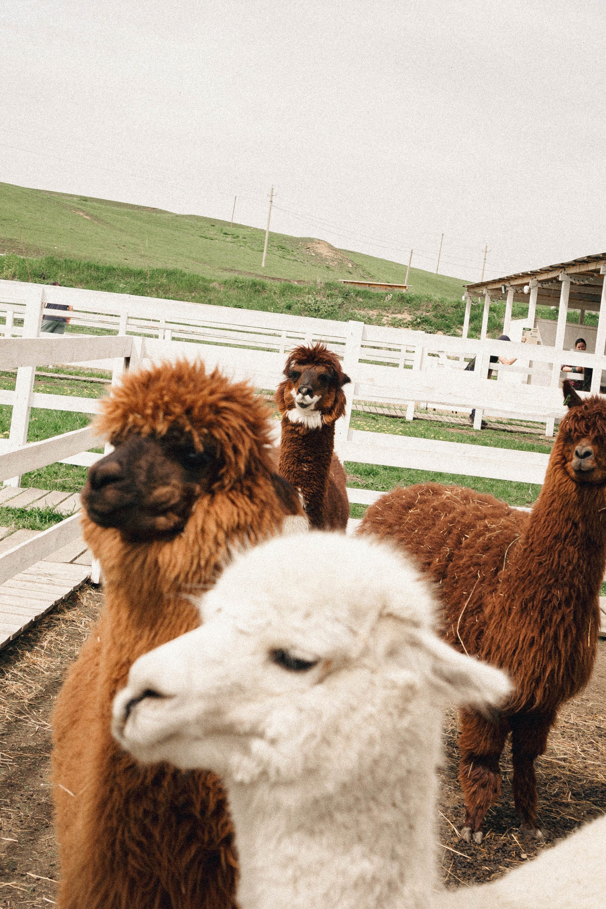 Ферма Альпак. Профессиональный фотограф, Санкт-Петербург — Виктория Богомолова