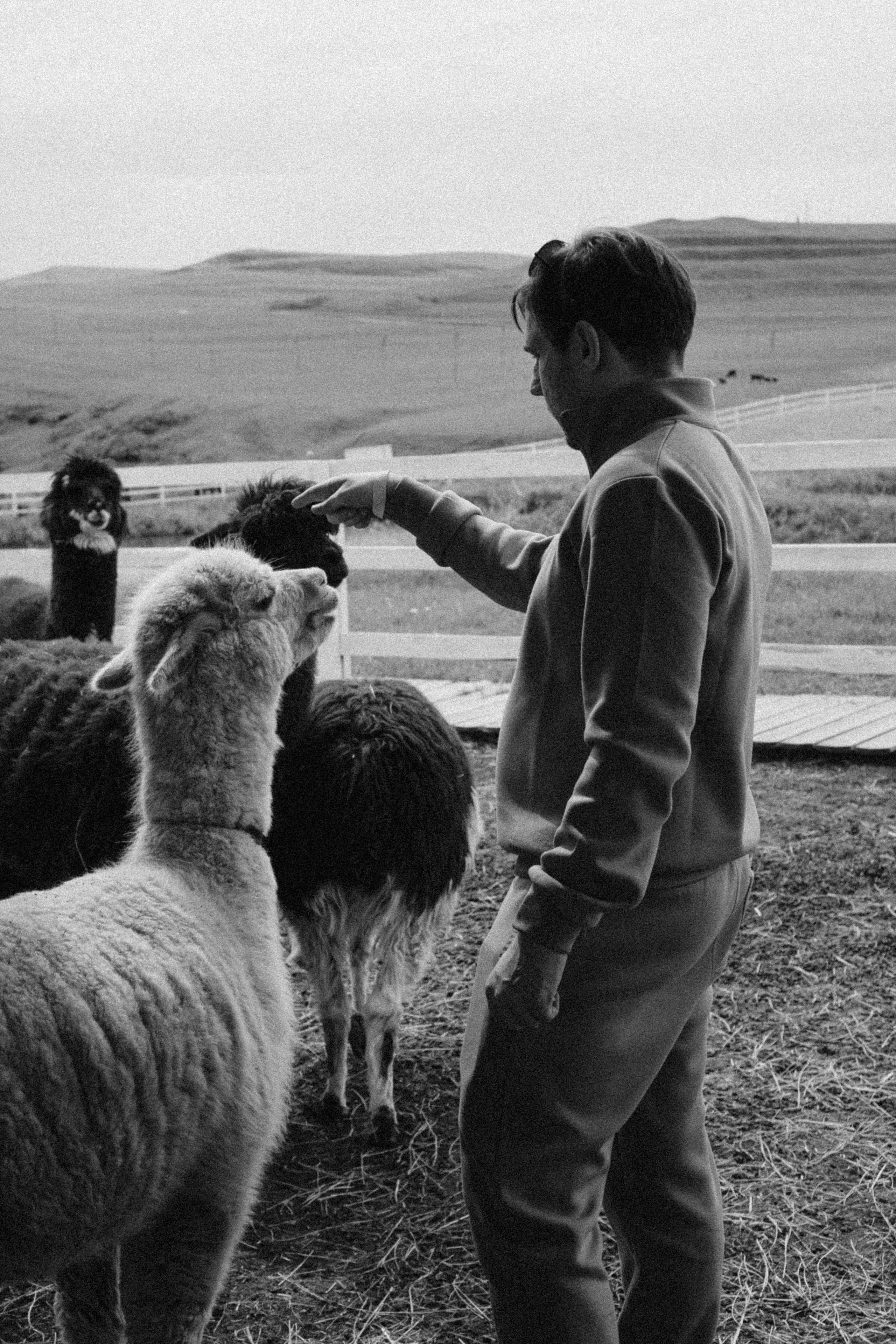 Ферма Альпак. Профессиональный фотограф, Санкт-Петербург — Виктория Богомолова