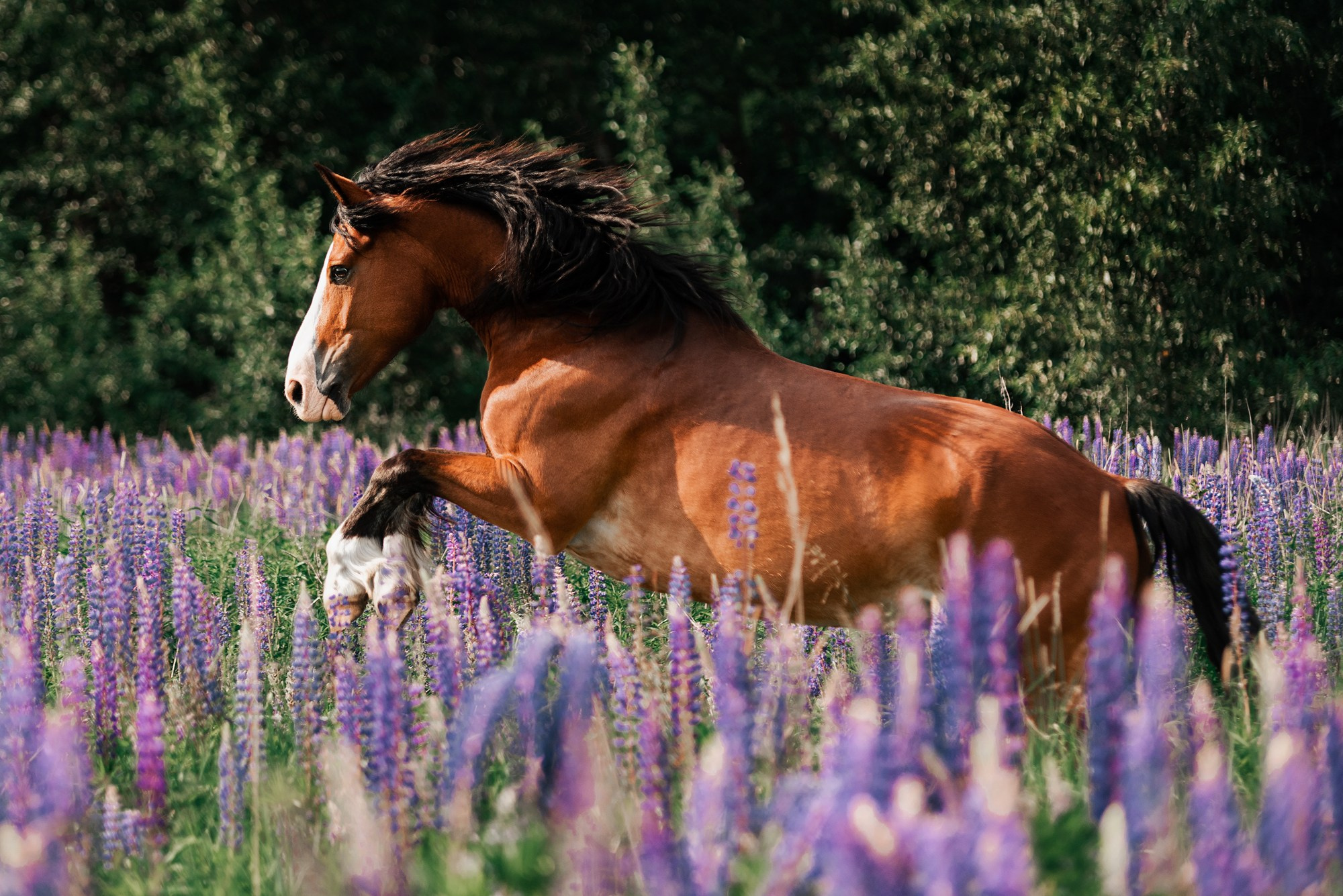 МК Анастасии Ветковской на ранчо Аванпост. Конный фотограф Куракина Дарья • Фотосессии с лошадьми