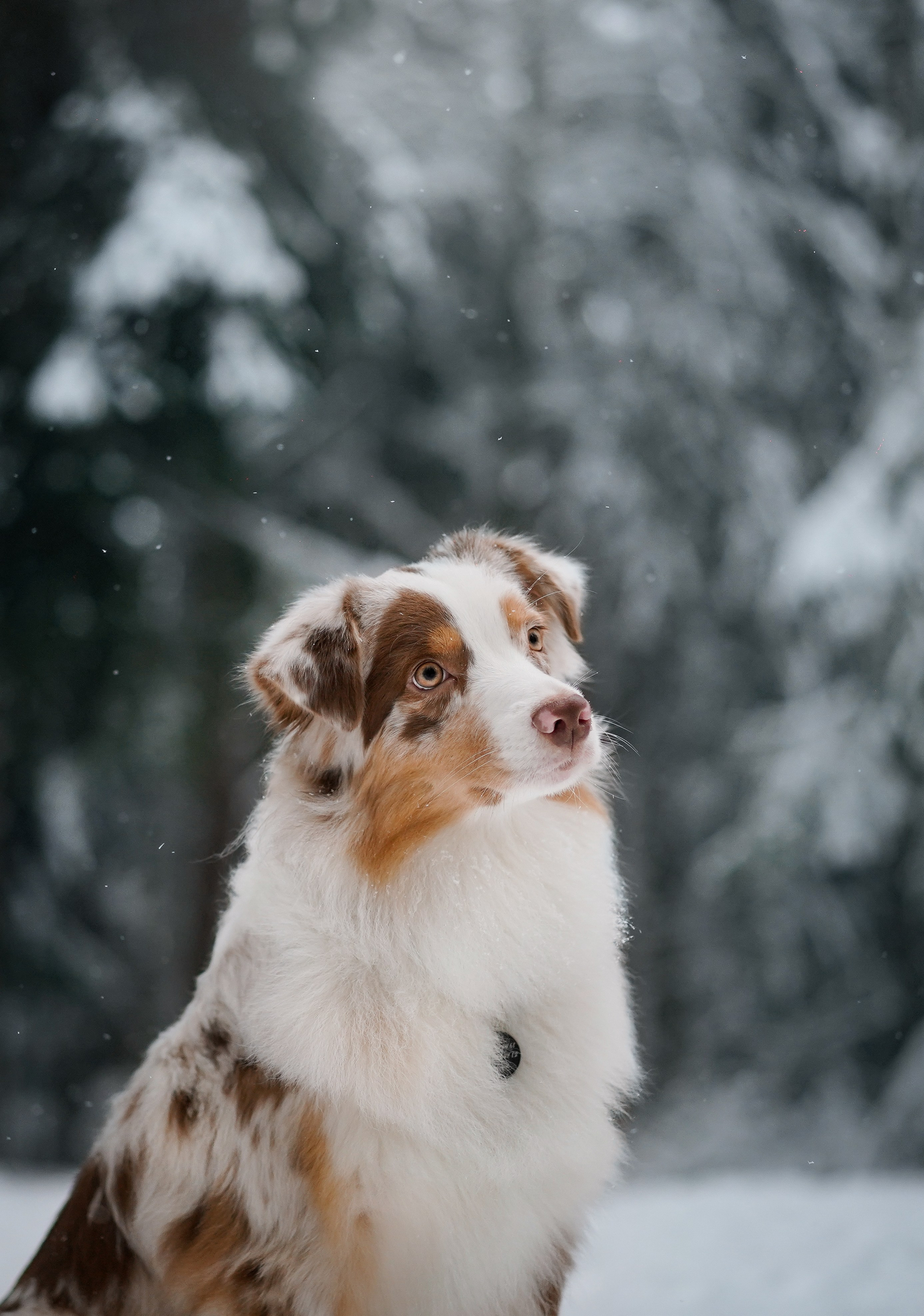 Панда. Фотограф-анималист в Санкт-Петербурге Яна Мартынова