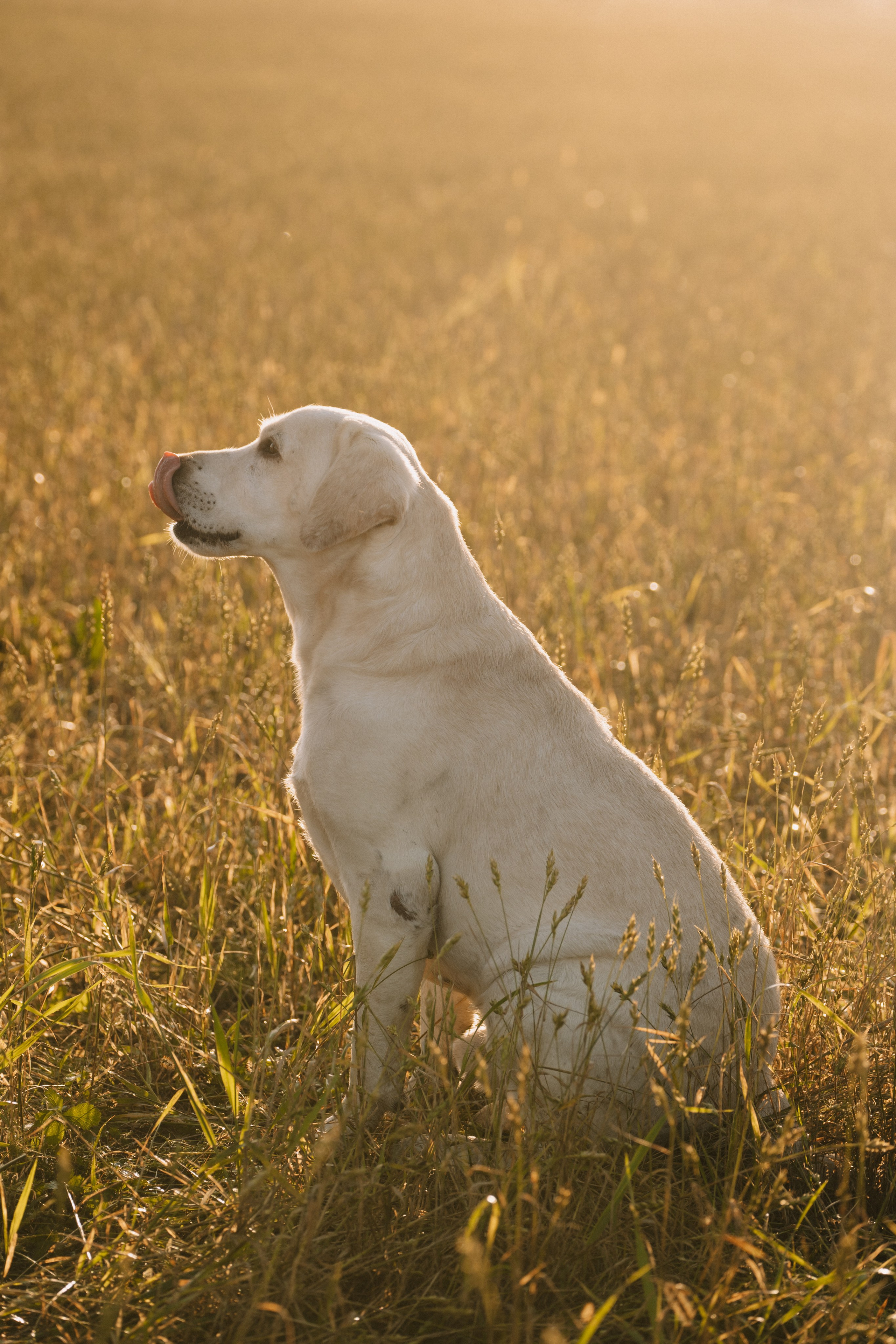 Дана и Арчи. Фотограф-анималист Анастасия Большакова