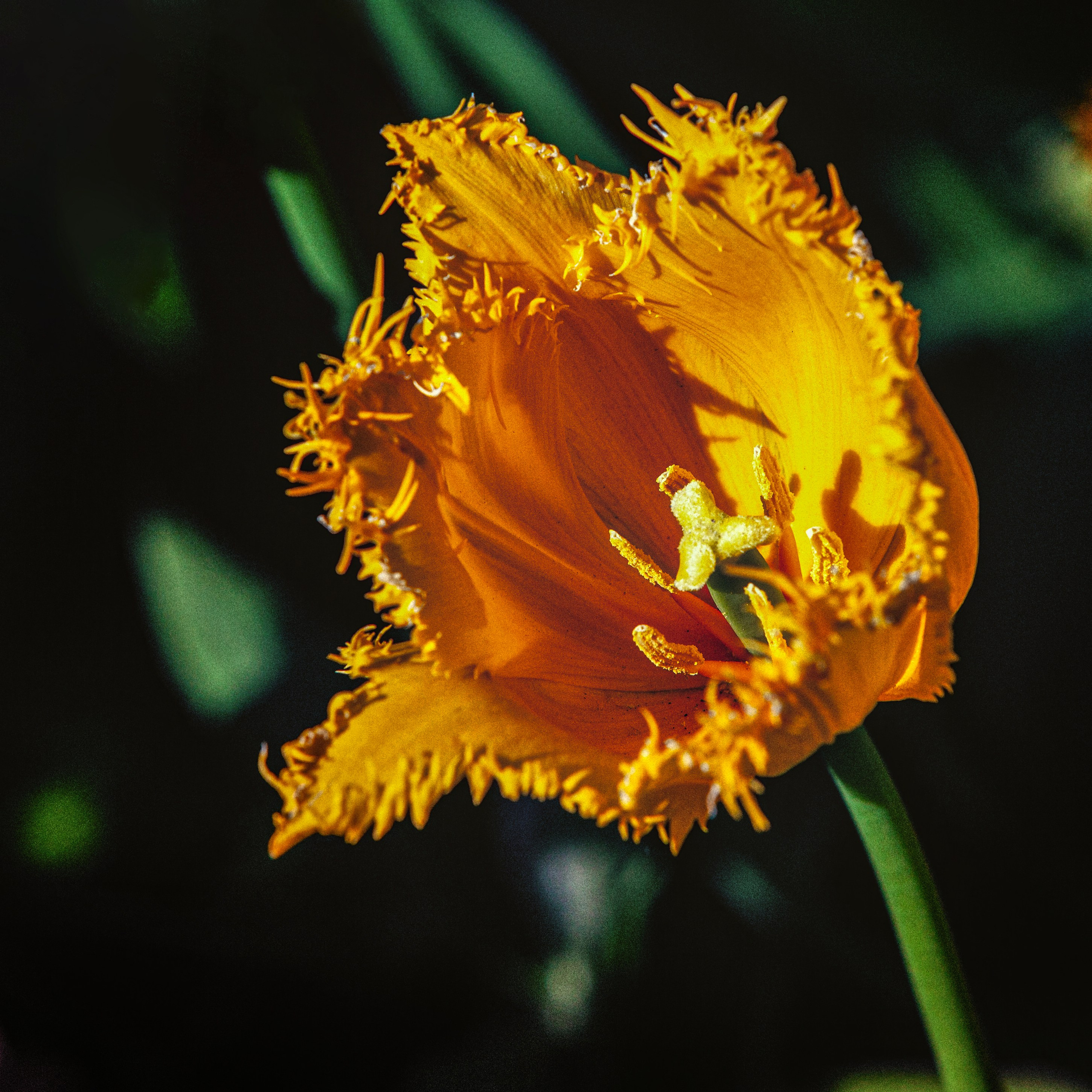 Цветы. Пейзажный и семейный фотограф в Санкт-Петербурге Александр Белов