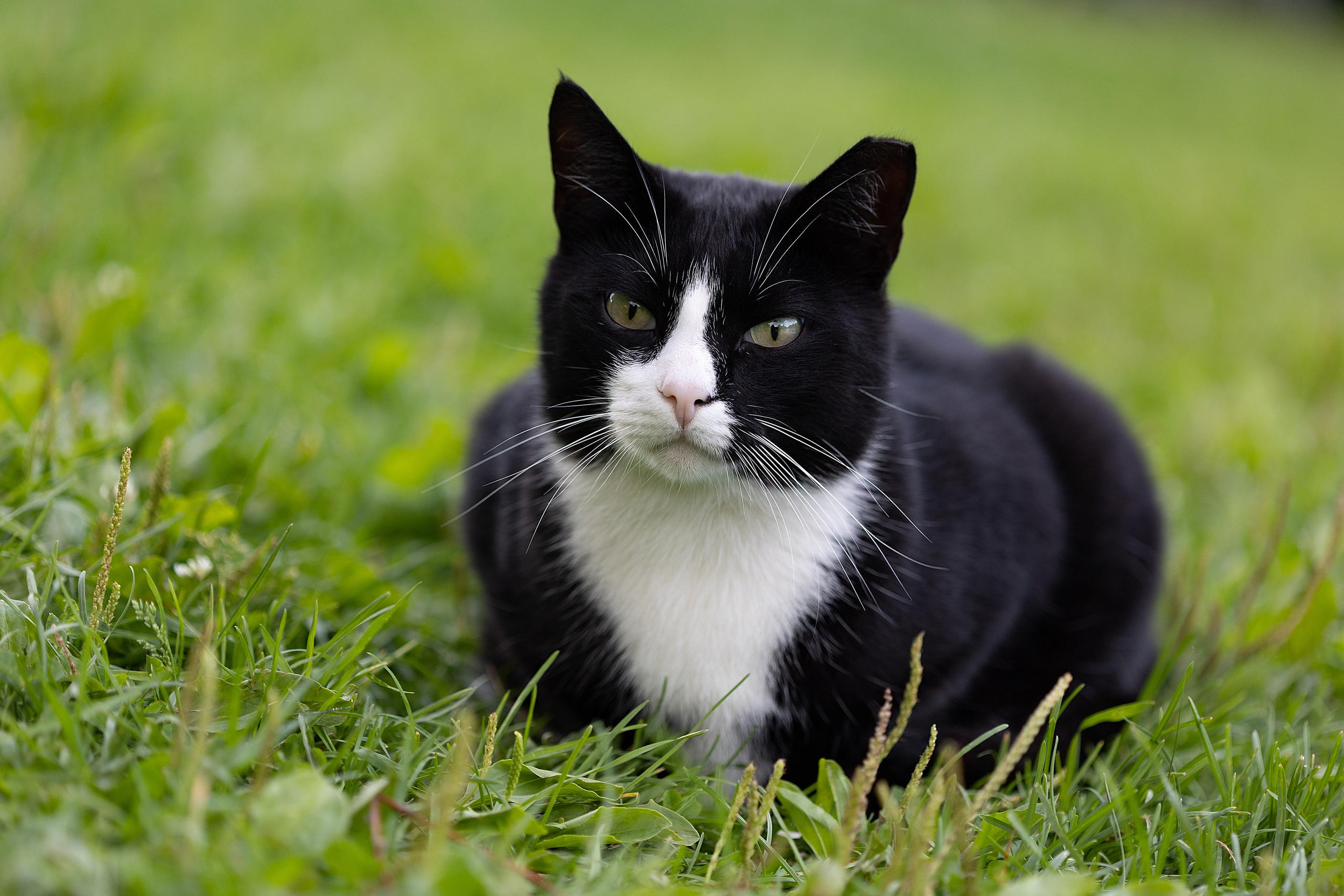 Dream Fest | Санкт-Петербург, 2025. Репортажный фотограф