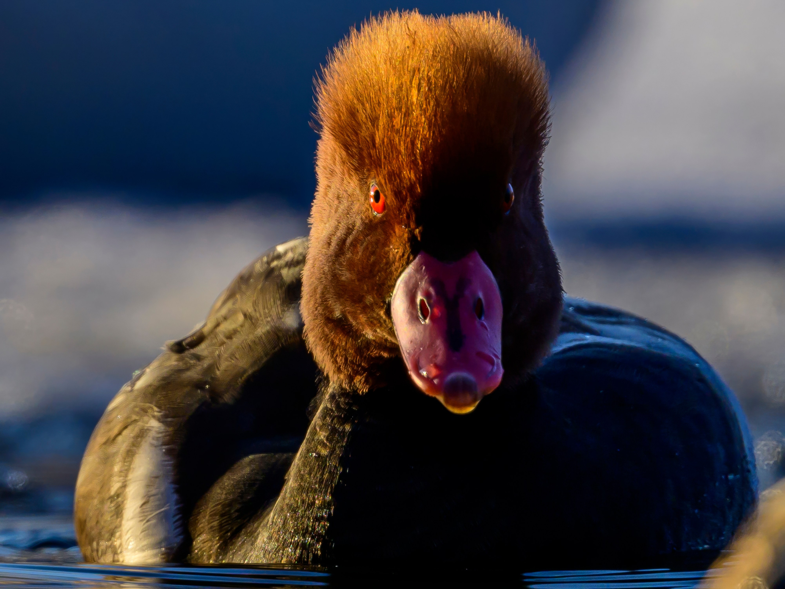 Нырки, гуси, лебеди. Pochards, geese, swans. Wildlife photography by Sergey Puponin