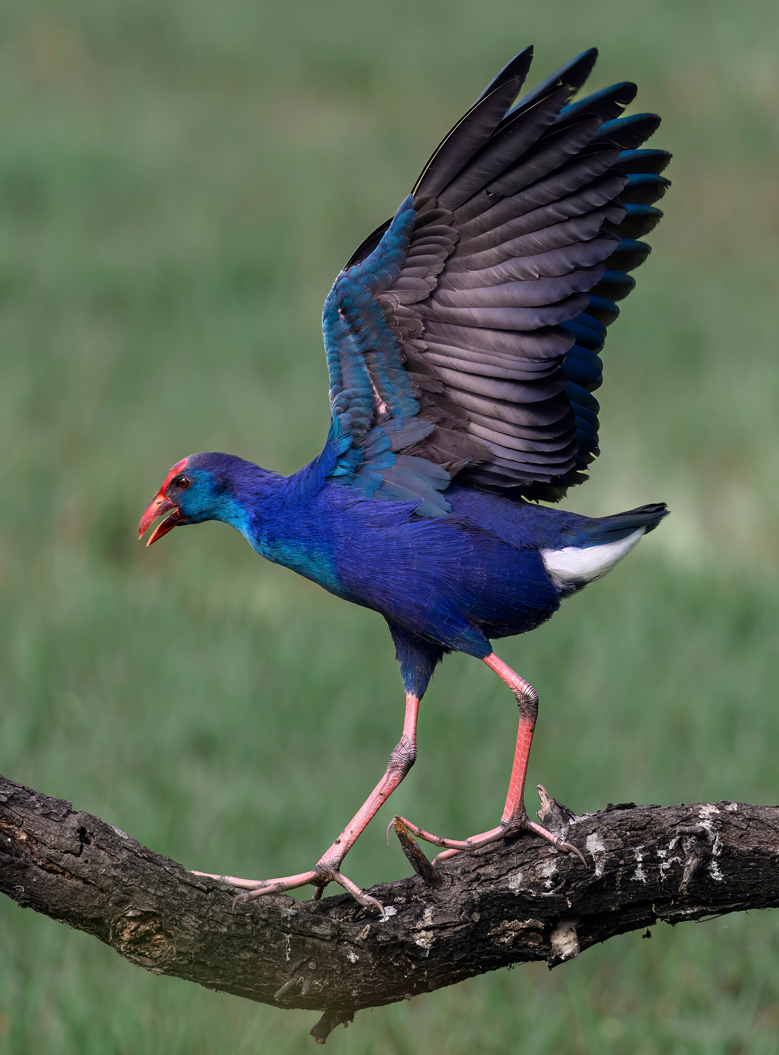 Раджастан, Индия. Wildlife photography by Sergey Puponin