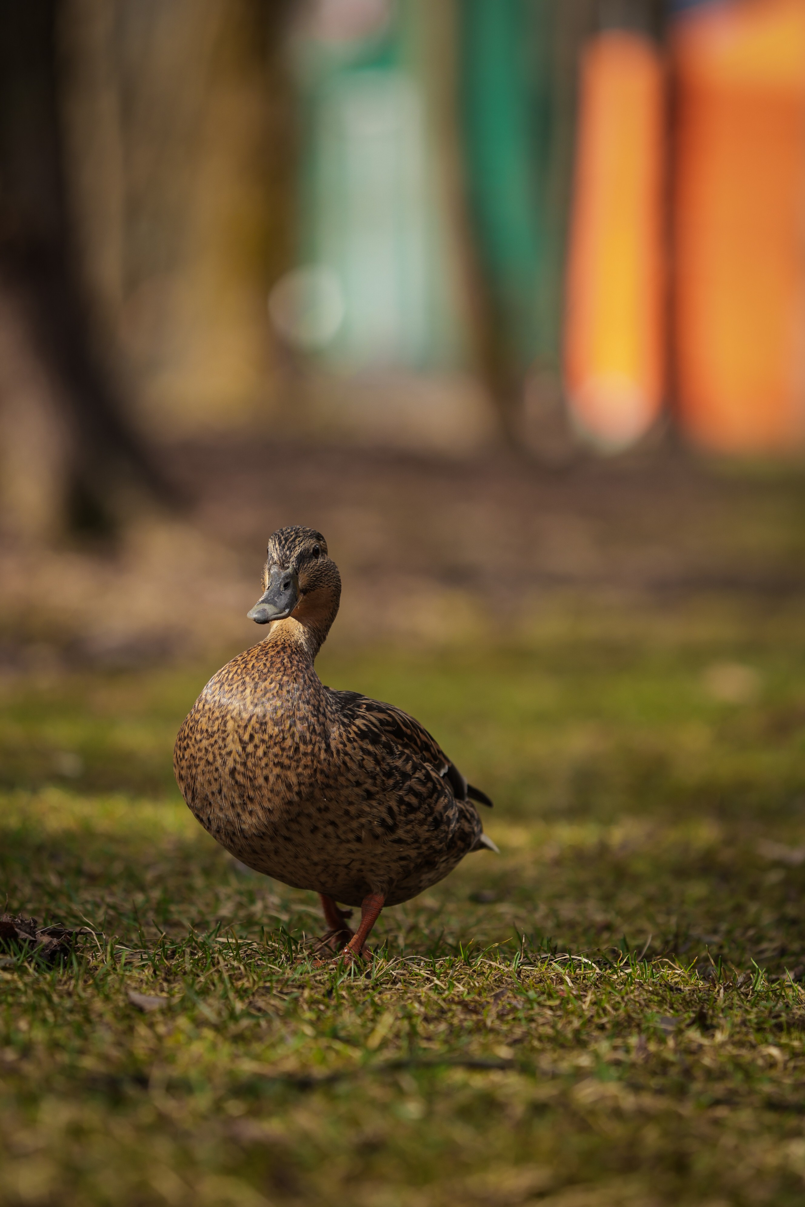 Кросс-полумарафон «Одинцово 2026». Александра Мельниченко/ Бегающий фотограф