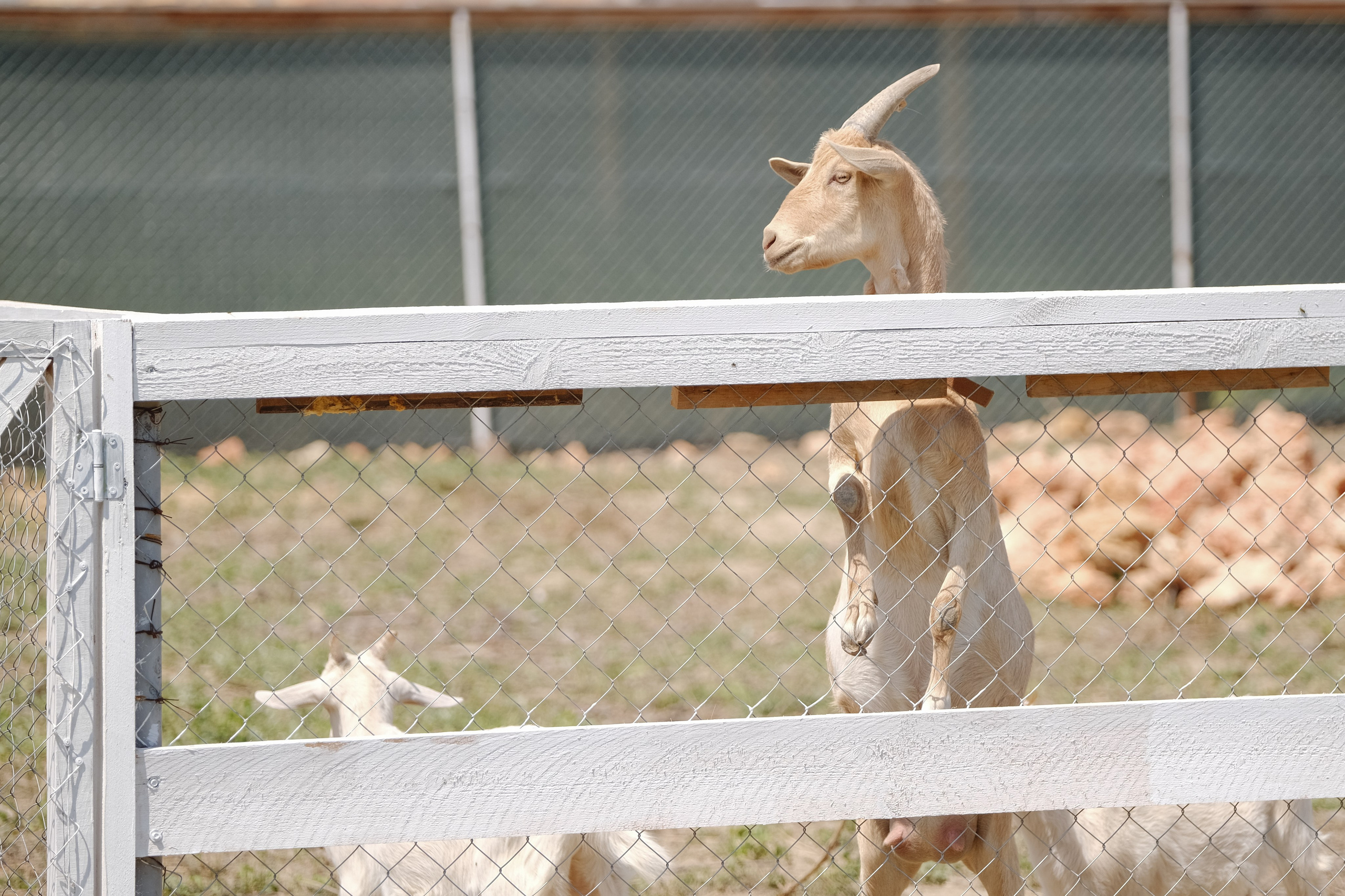 Репортаж на ферме. Профессиональная фотосъемка в Крыму. Натуральные эмоции и живые кадры. Забронируйте дату прямо сейчас!
