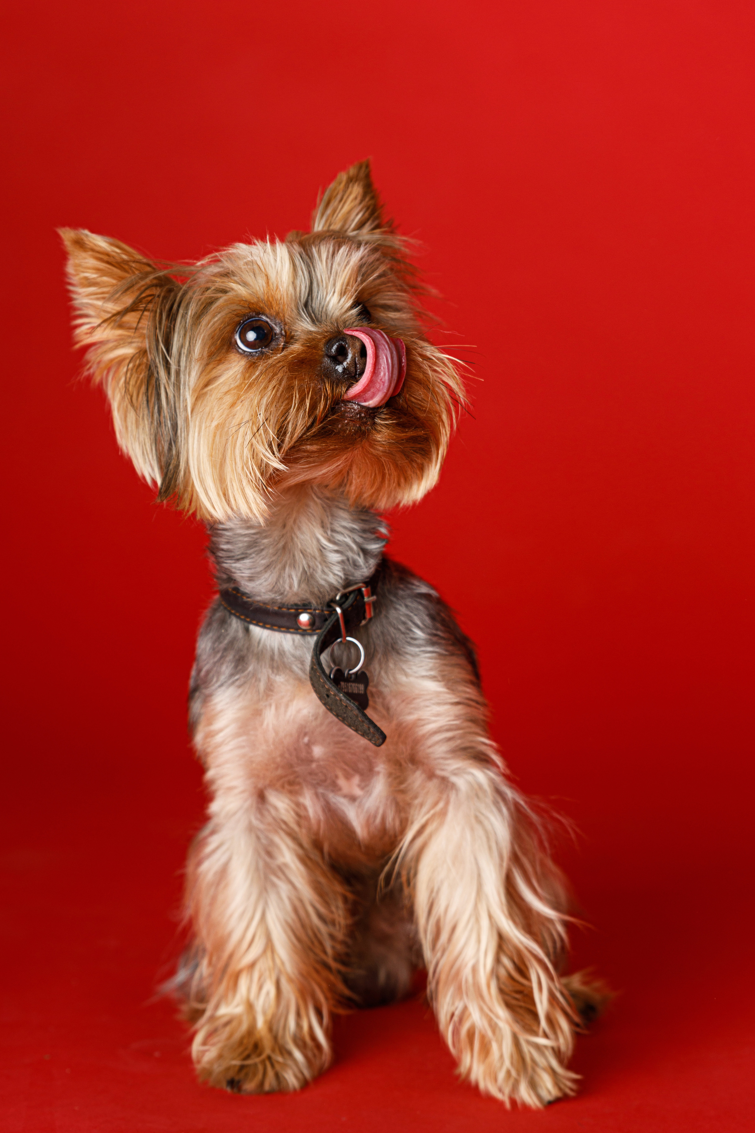 Животные. Фотограф Балаев Михаил