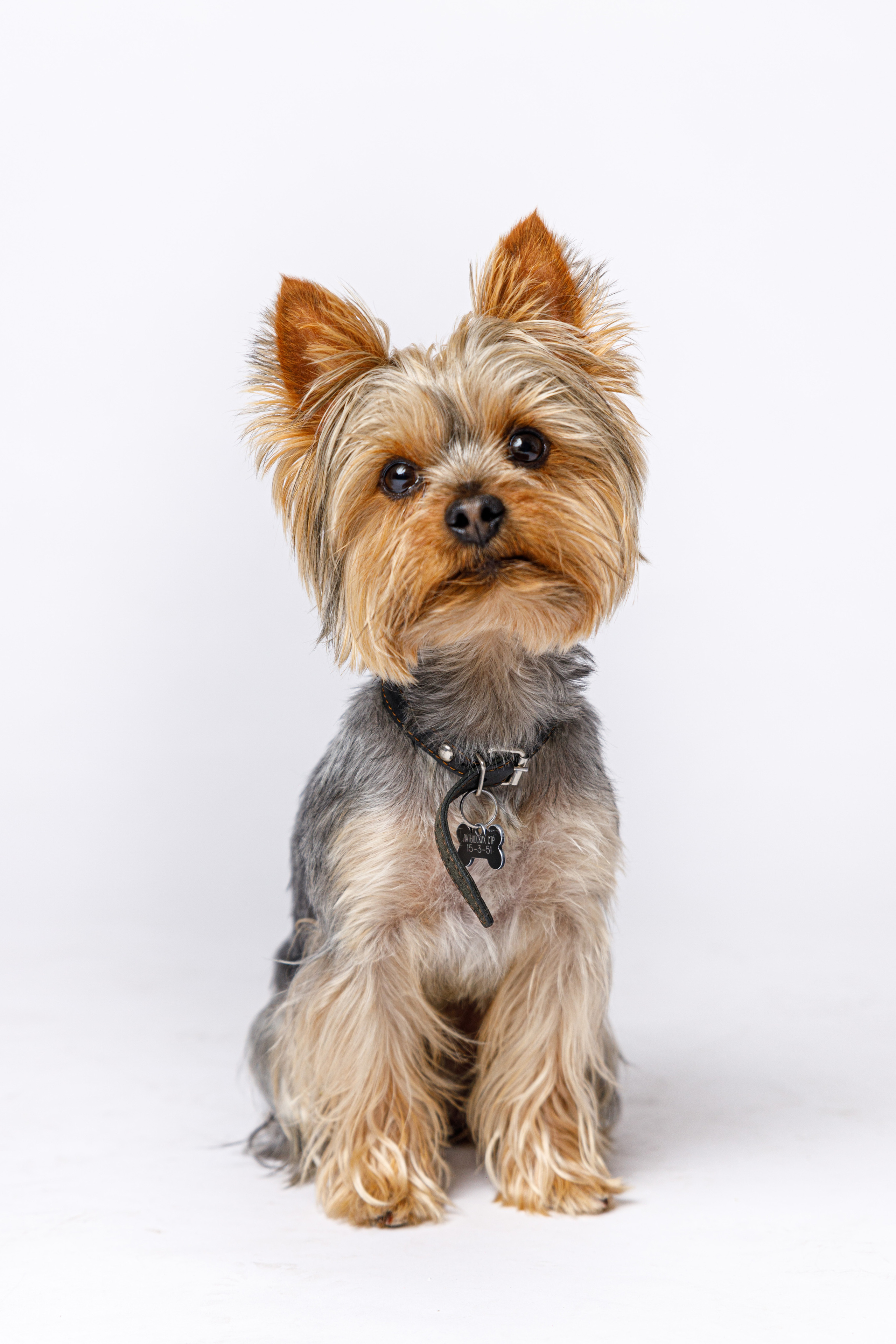 Животные. Фотограф Балаев Михаил