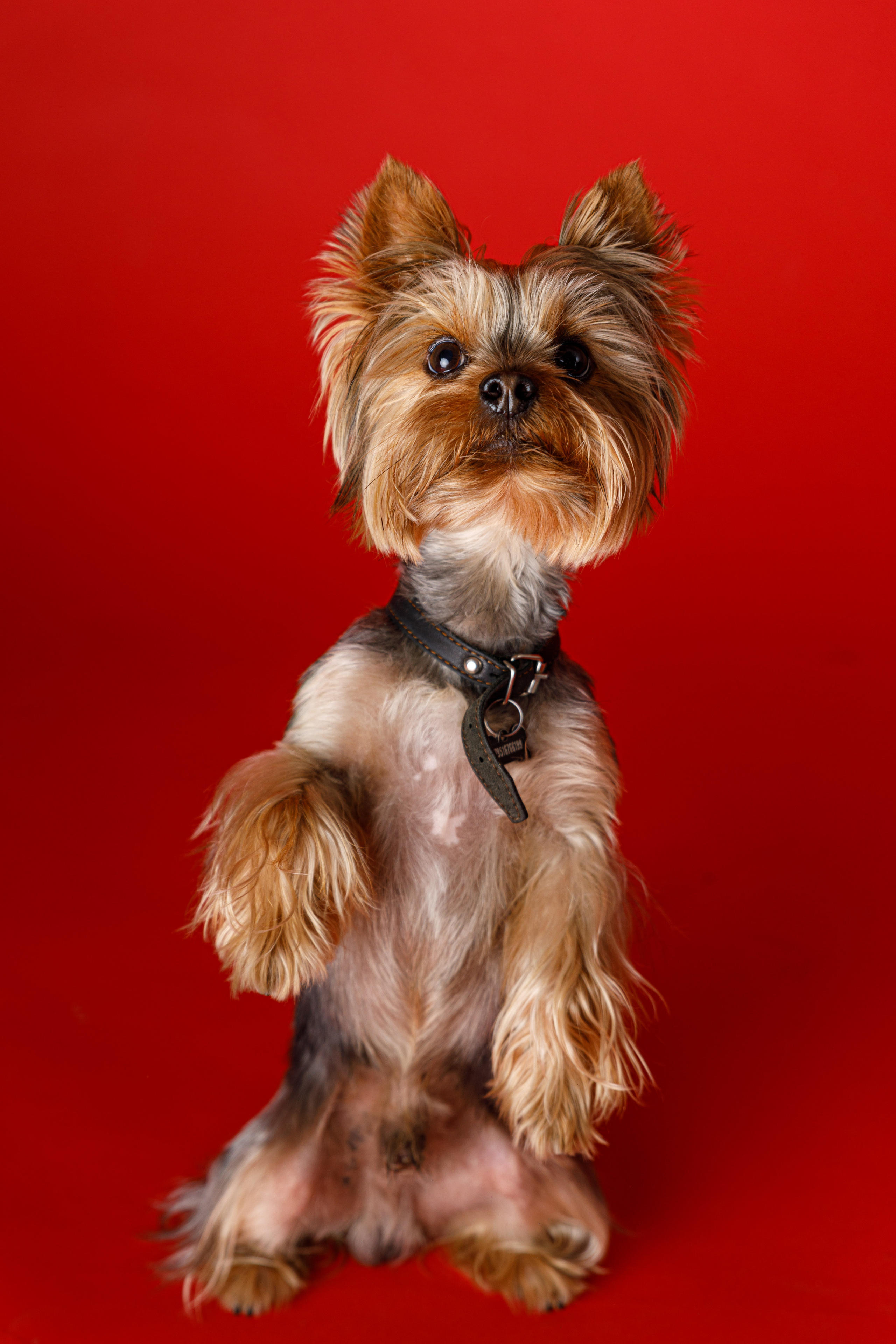 Животные. Фотограф Балаев Михаил