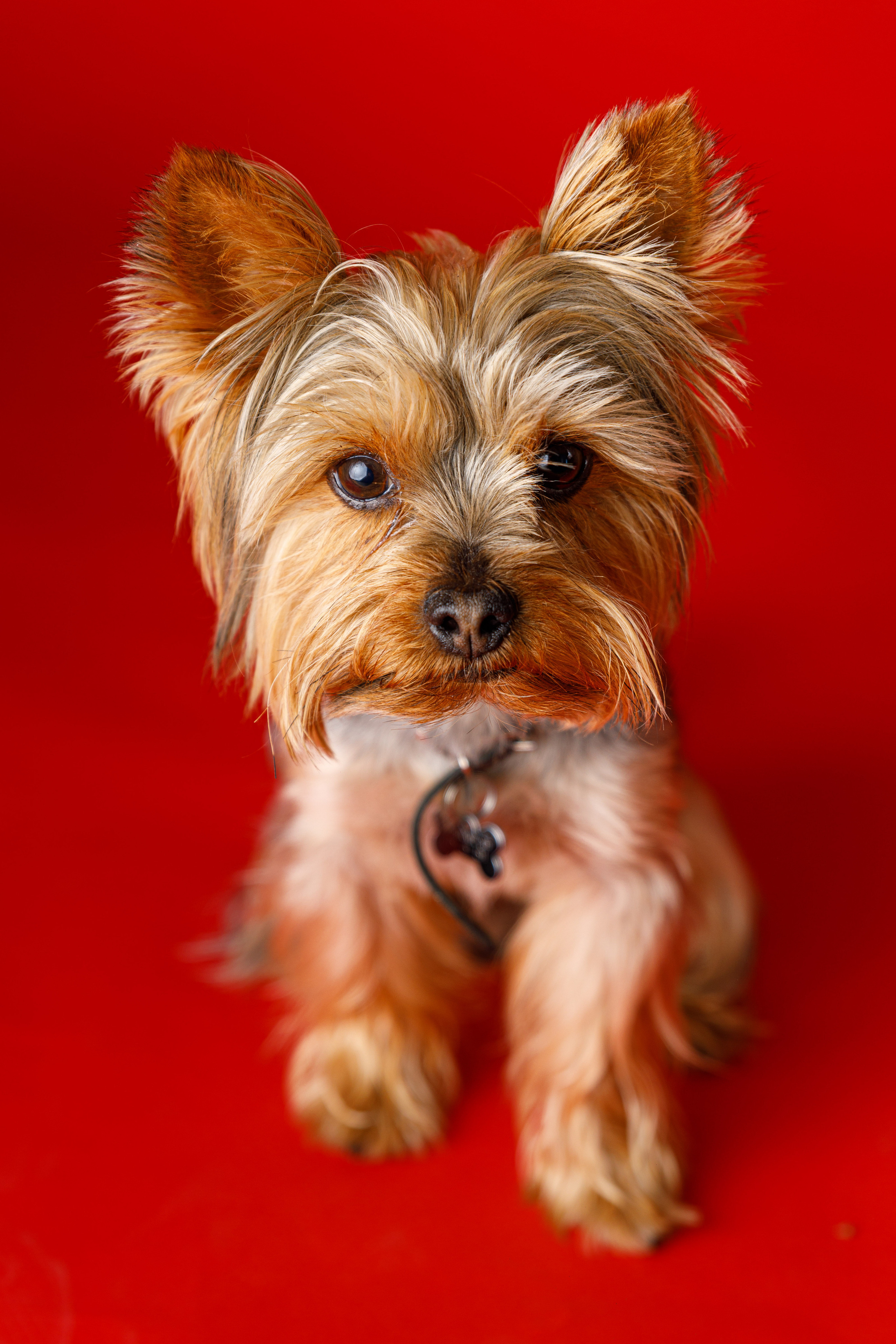 Животные. Фотограф Балаев Михаил