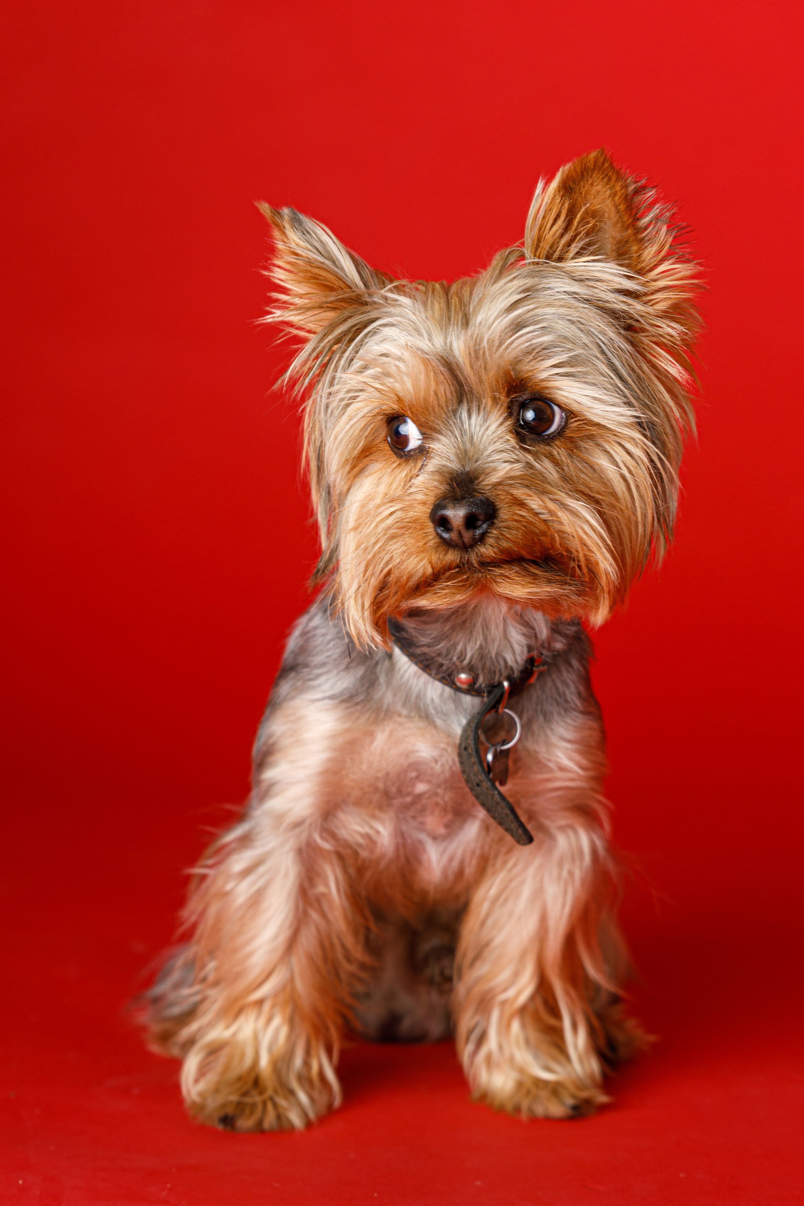 Животные. Фотограф Балаев Михаил