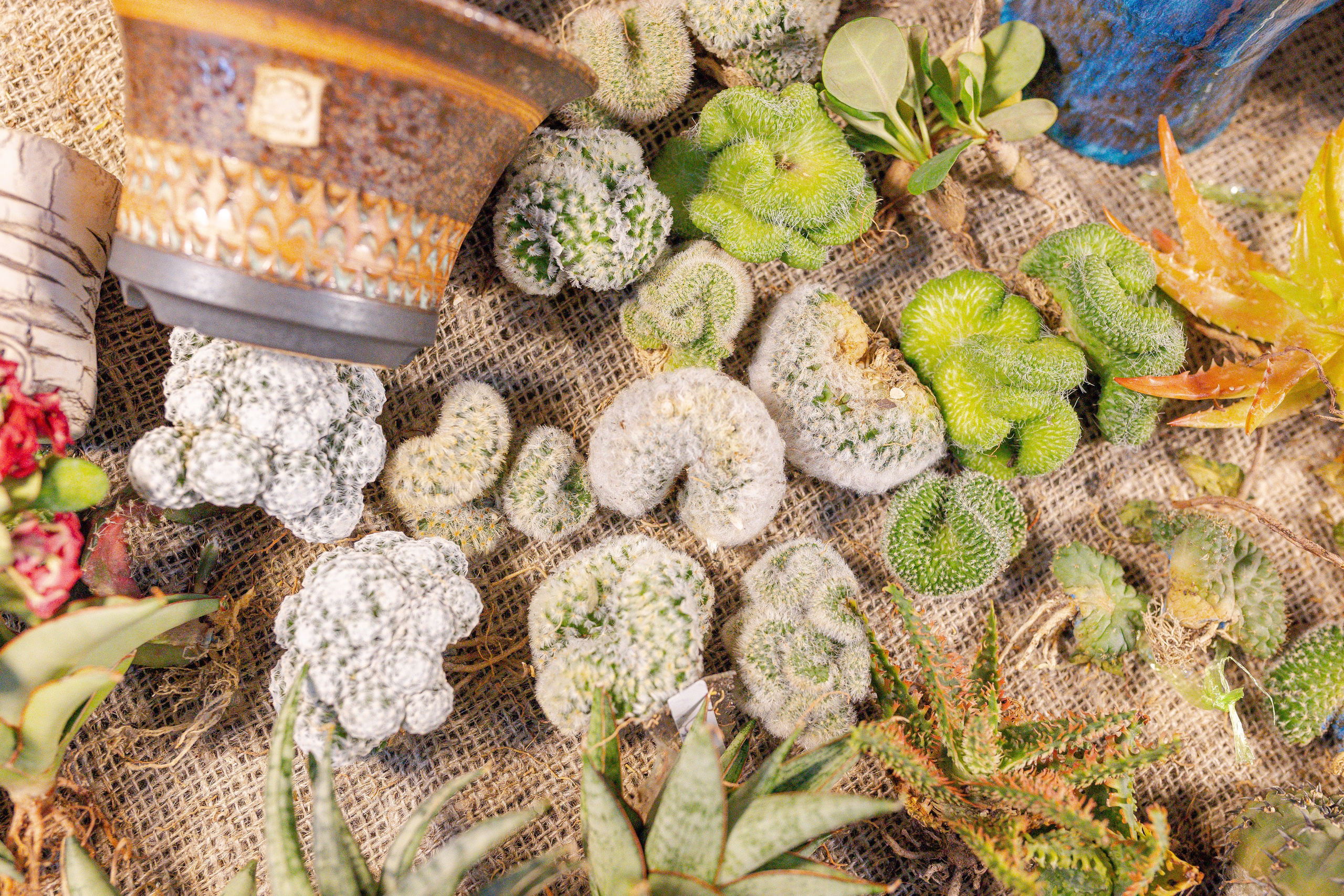 Орхидиум 12.2025. Александра Куликова фотограф, Москва