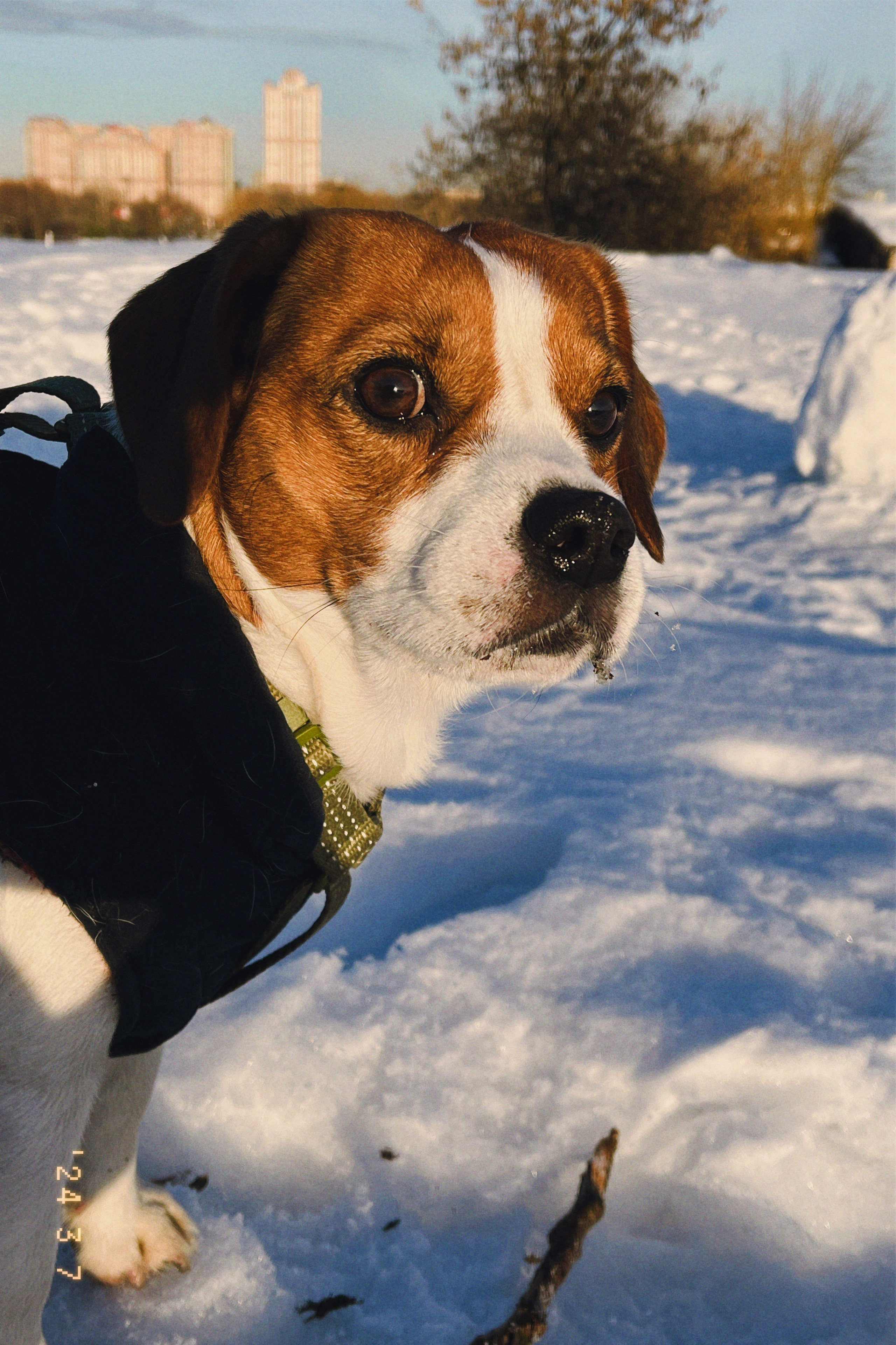 Чарли. DEWA | фотостудия для маркетплейсов