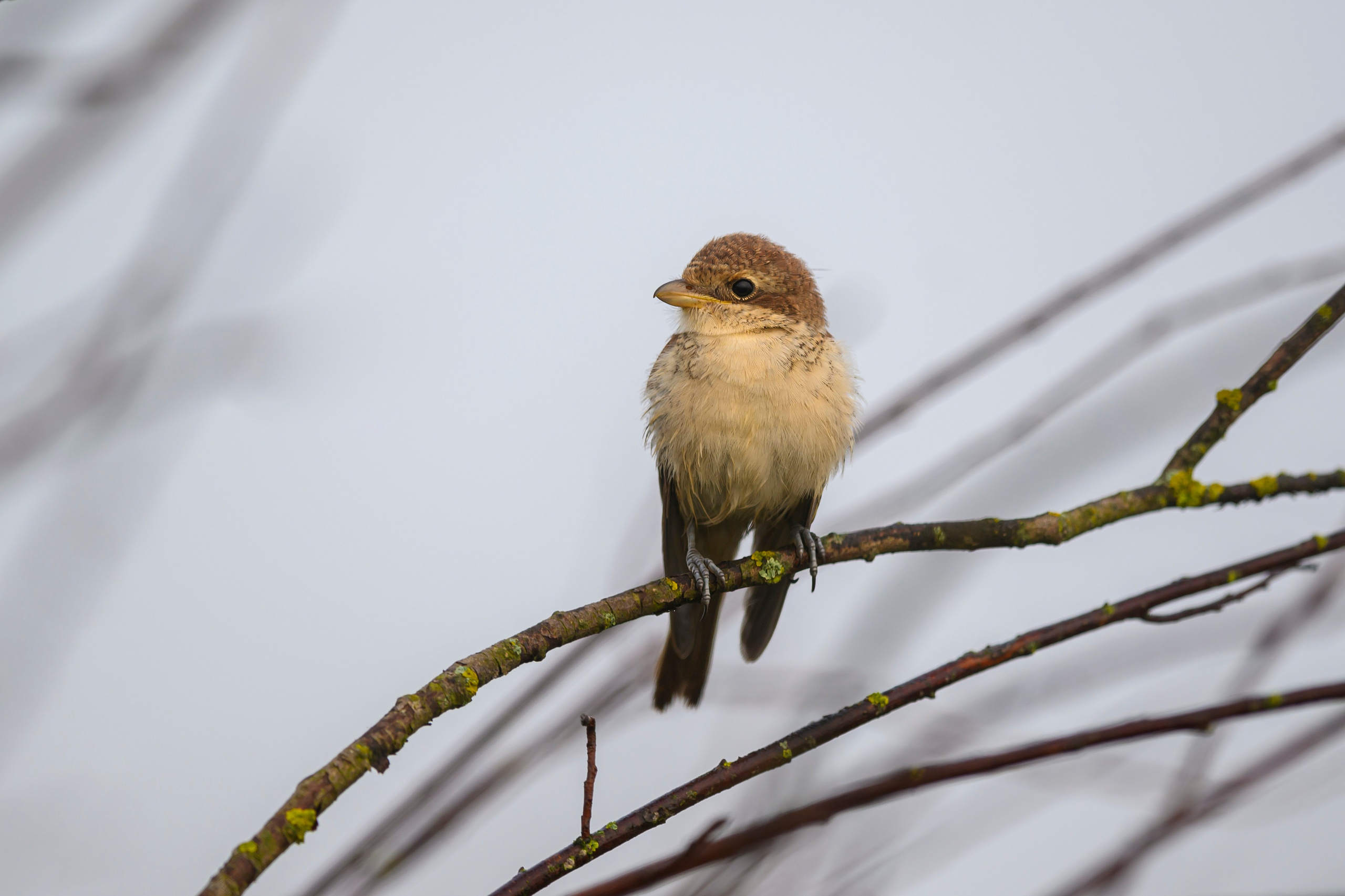 Совята и жуланы. Owlets and Shrikes. Фотограф Сергей Пупонин