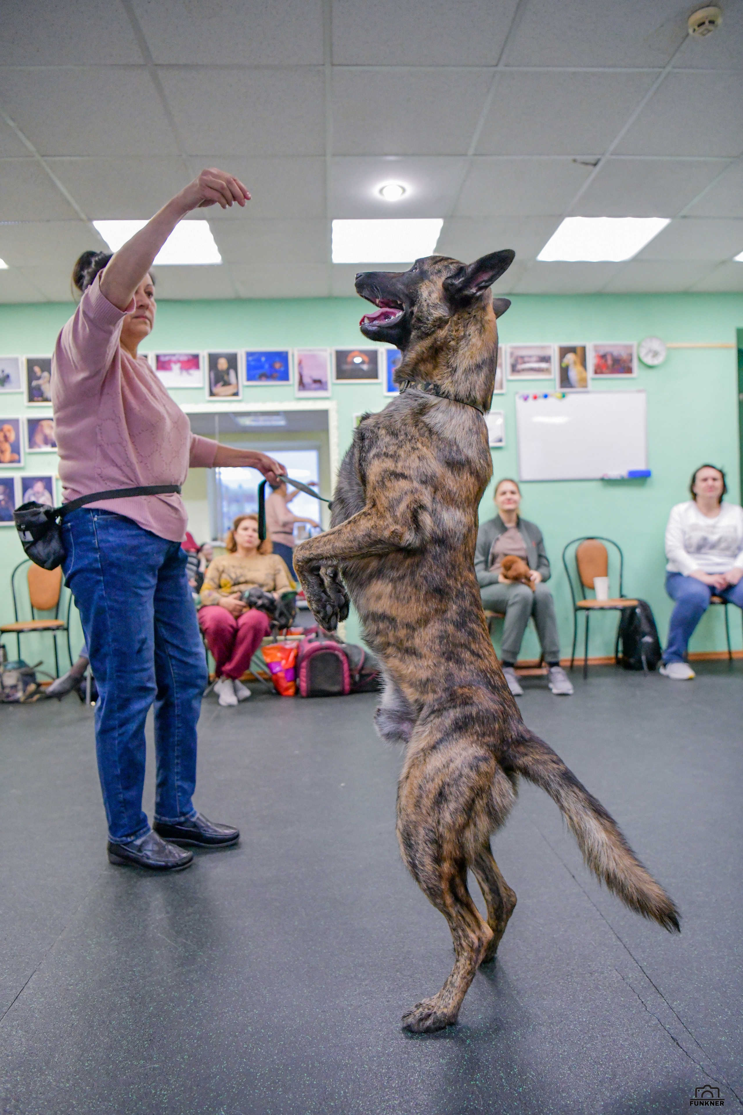 Кинологический клуб «Бодрый хвост». Свой взгляд через объектив