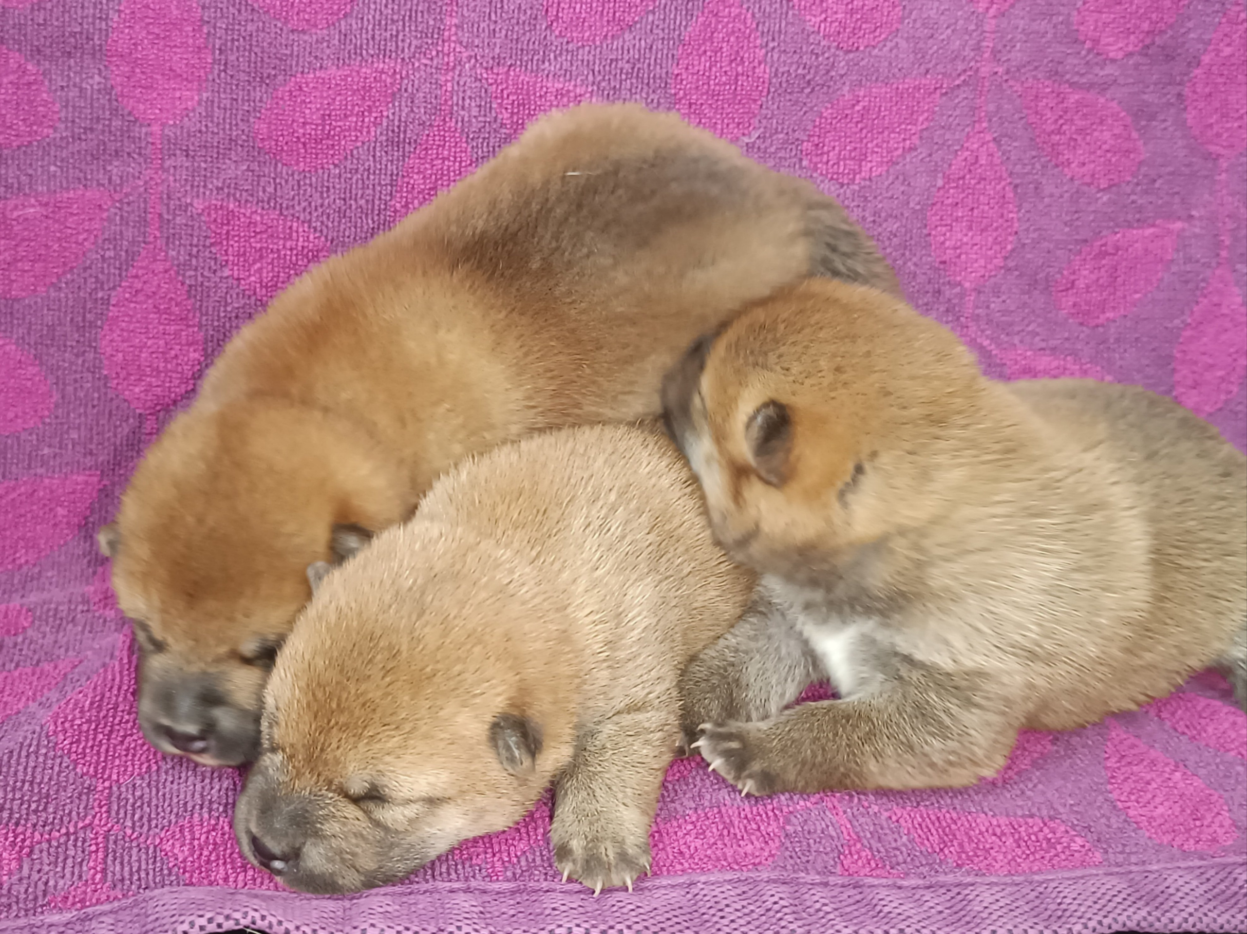 Общее Помет Л от 28.01.25. AMERICAN AKITA RUBYLIGHT KENNEL I SHIBA-INU