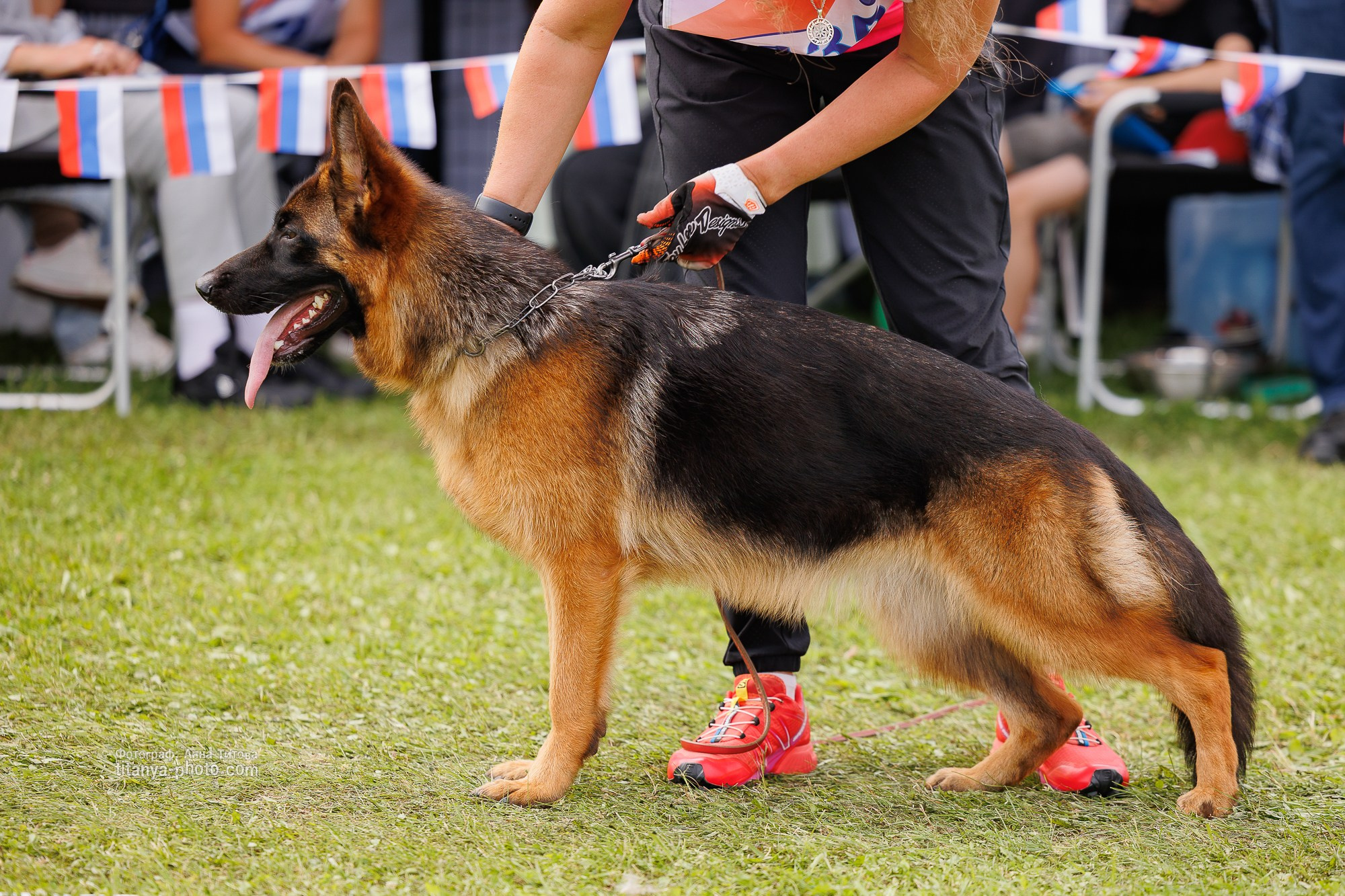 Немецкие овчарки: фото из рингов и вне ринга, мутпроба (фотографии с выставок). Фотограф собак, фотограф-анималист Аня Титова (Titanya). Москва