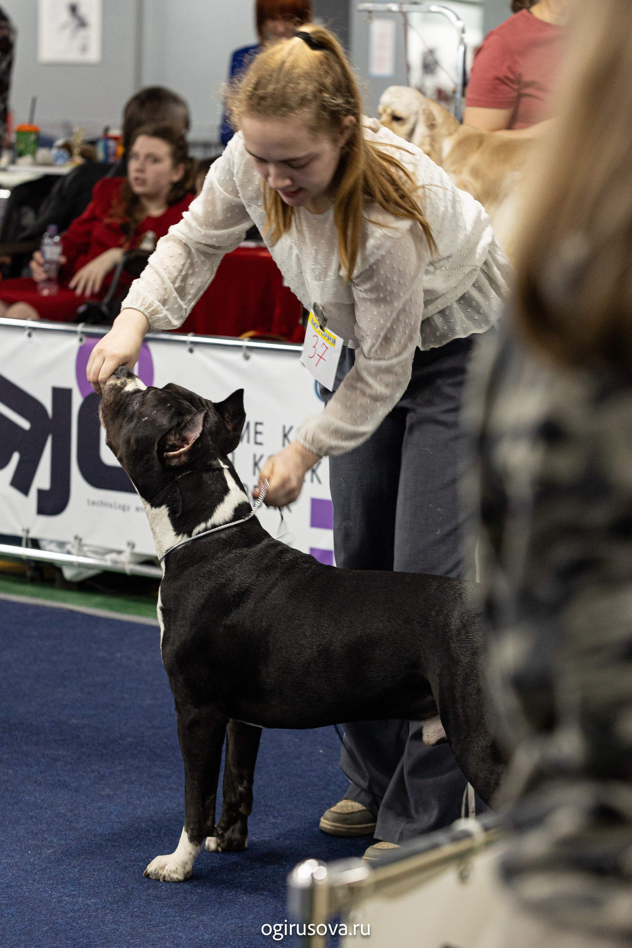РОО КЛЖ «Олимп"+"Империя"+"Виктория».Выставка собак. Фотограф Ольга Гирусова «Пантерочка» Москва