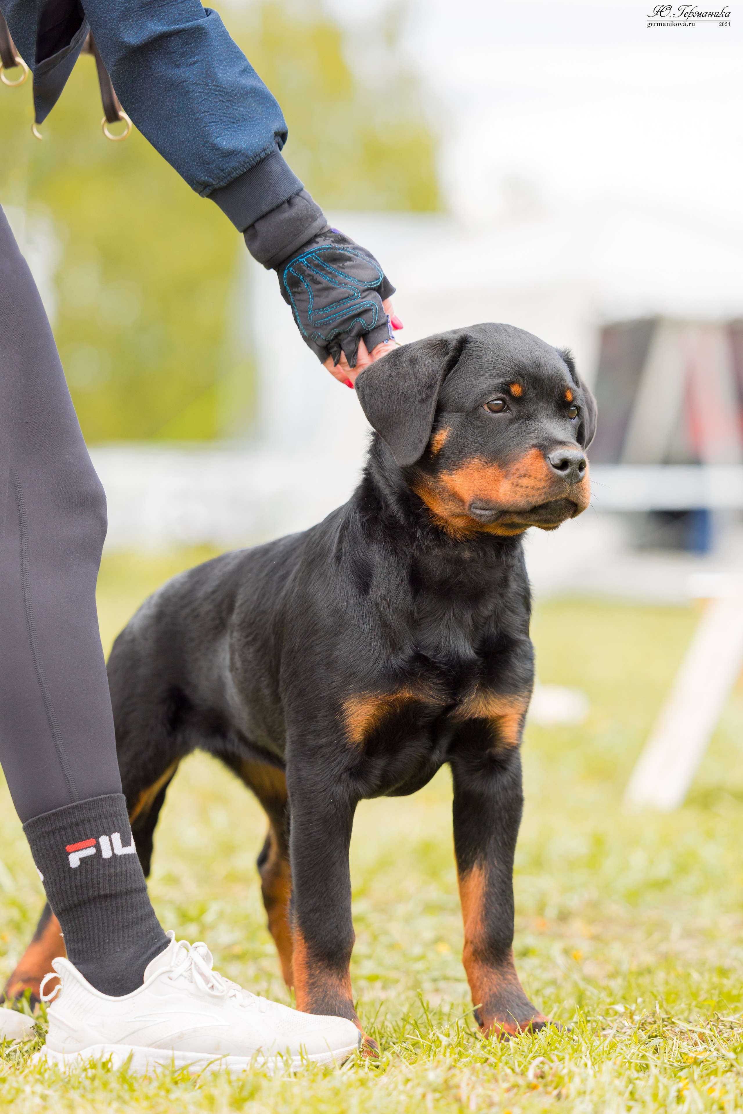 Нижний Новгород 11-12.05.2024 моно ротвейлеров. Фотограф-анималист Юлия Германика