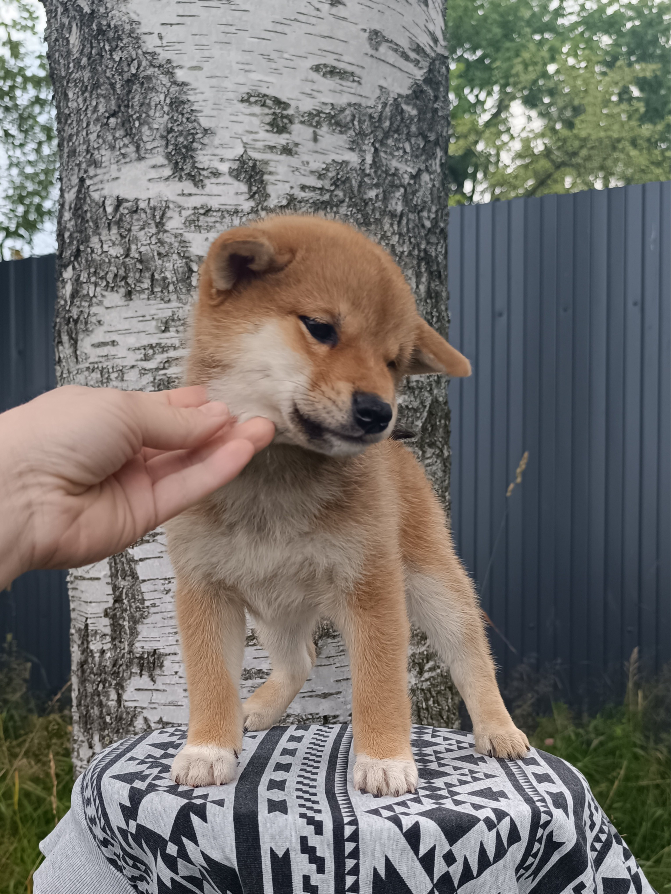 сиба питомник Рубилайт щенки на продажу rubylight  сиба щенки купить СПб Санкт-Петербург