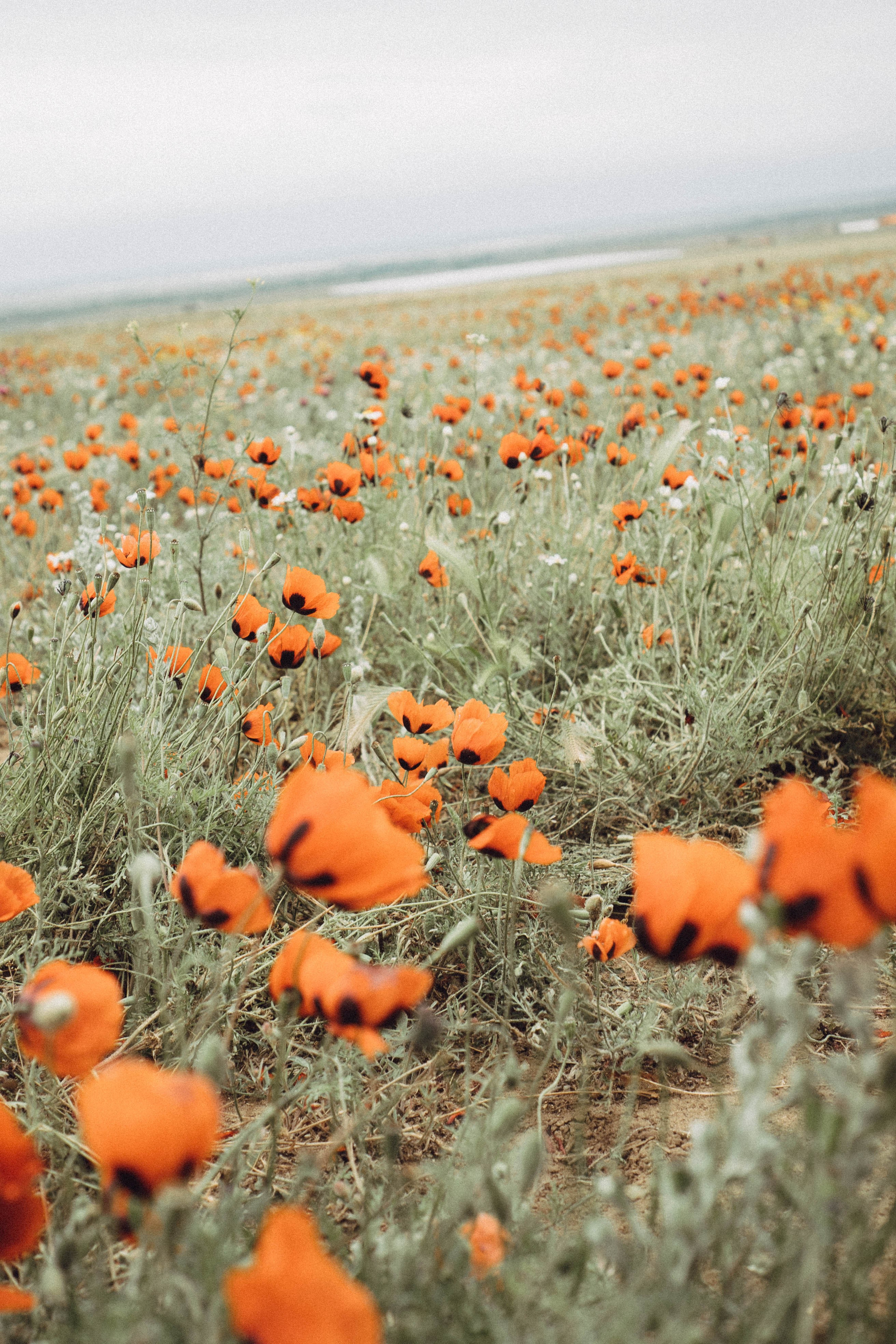 Кавказ. Профессиональный фотограф, Санкт-Петербург — Виктория Богомолова