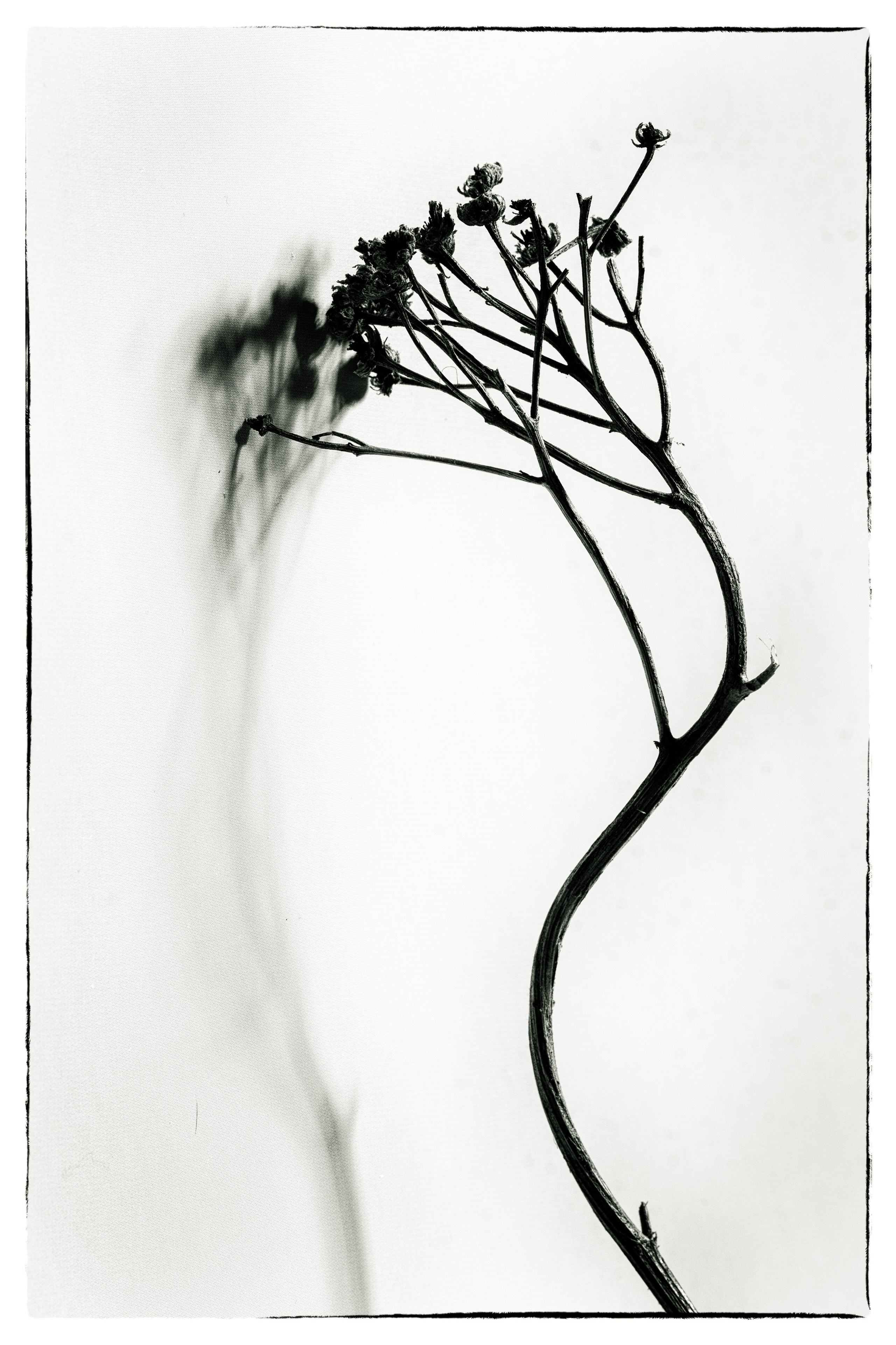 Фитография. Фотограф в Москве, в Самаре Инна Мамонова