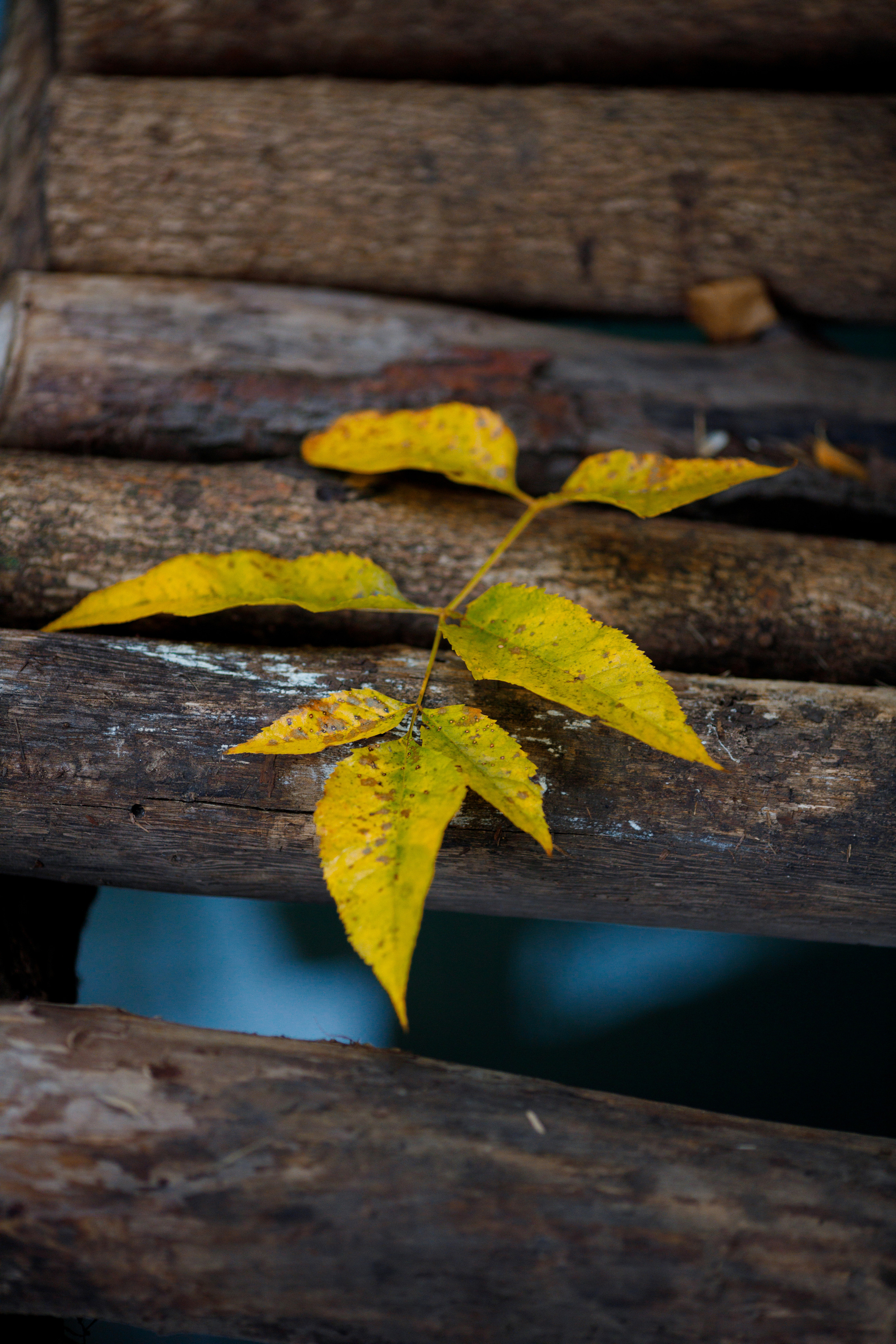 Людмила. Свадебный и семейный фотограф в Ставрополе Попова Дарья