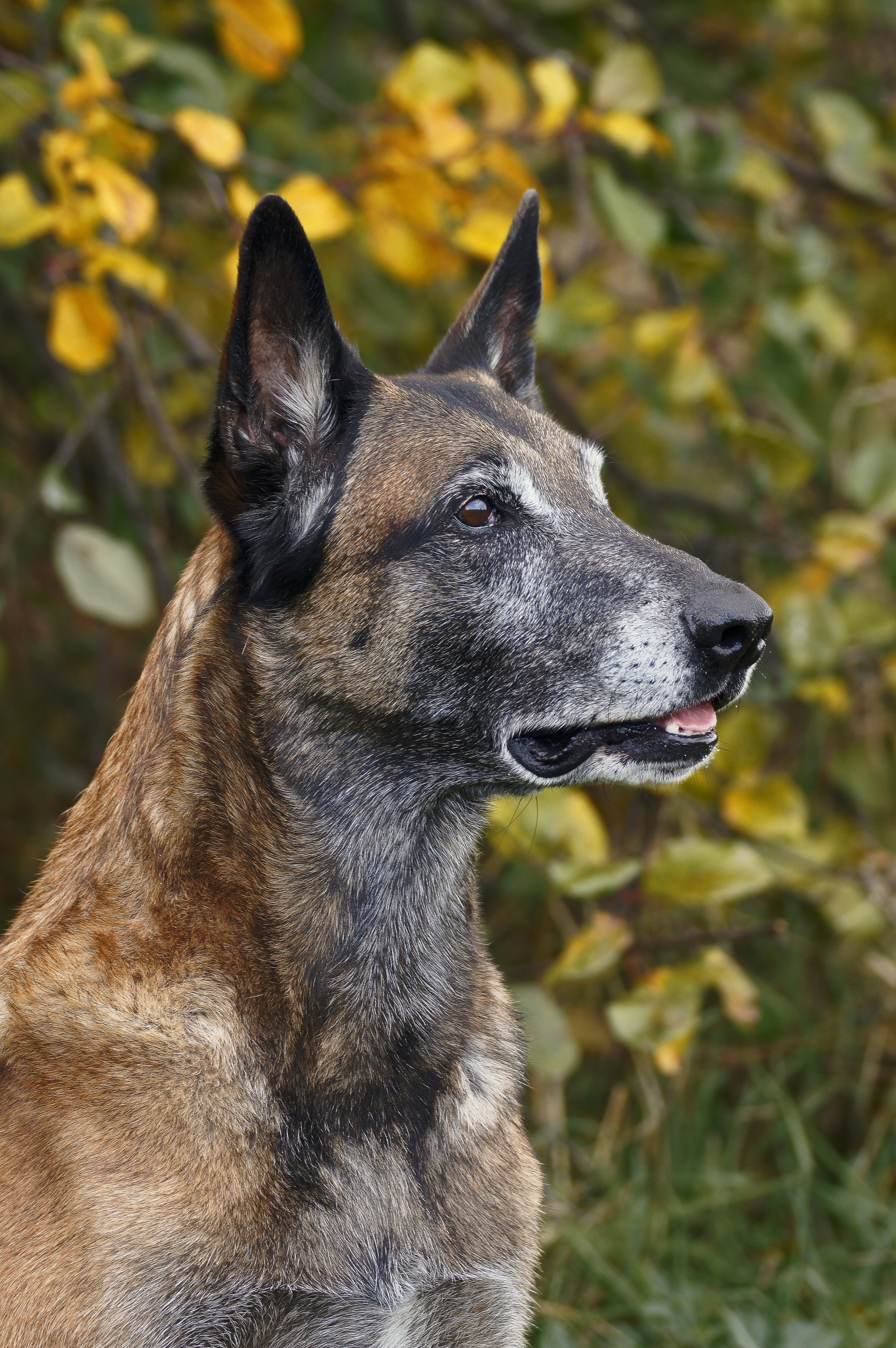 Собаки. Фотограф-анималист Нижний Новгород