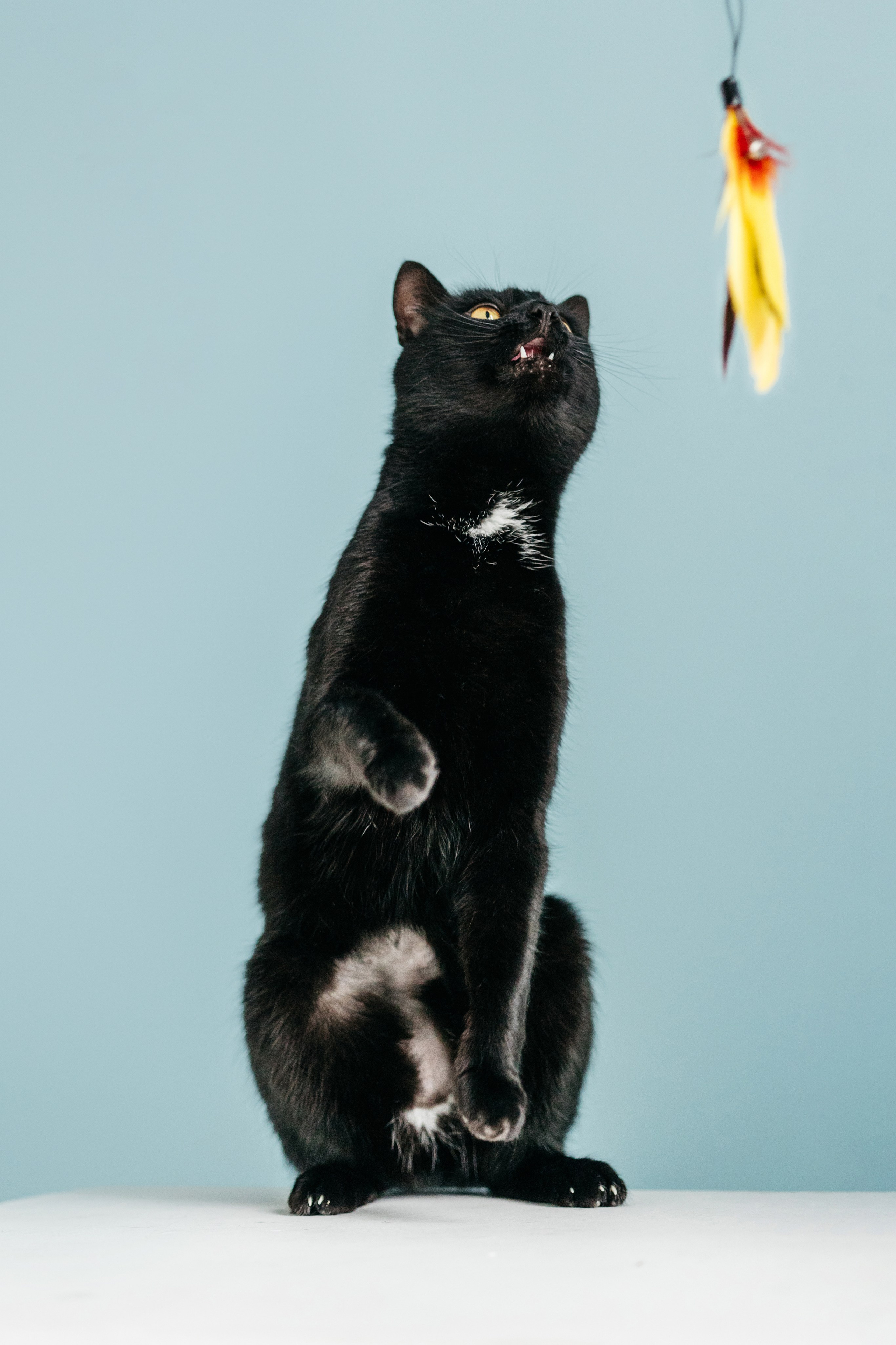 Кузя. Фотограф-анималист Елена Радченко, Москва