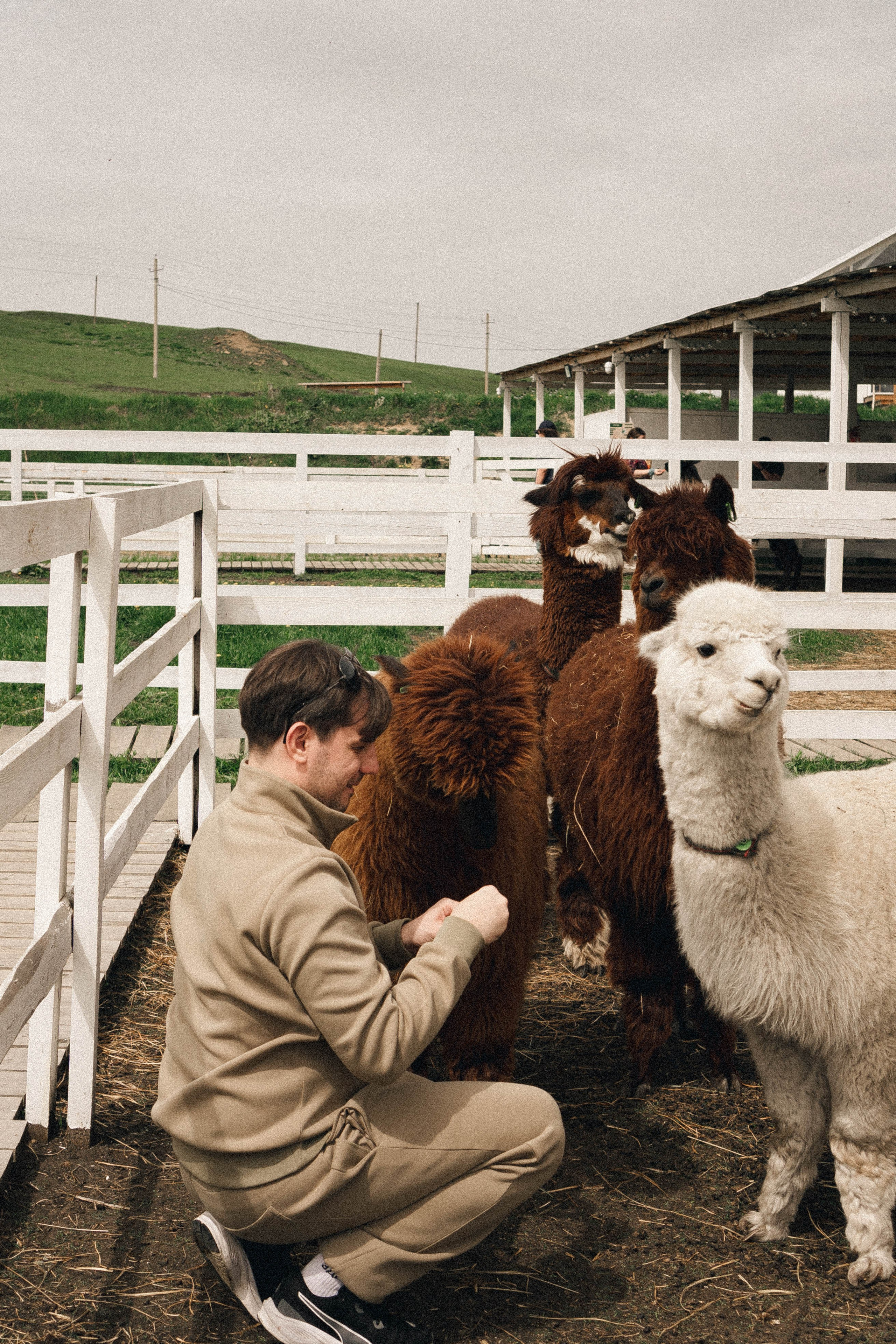 Ферма Альпак. Профессиональный фотограф, Санкт-Петербург — Виктория Богомолова