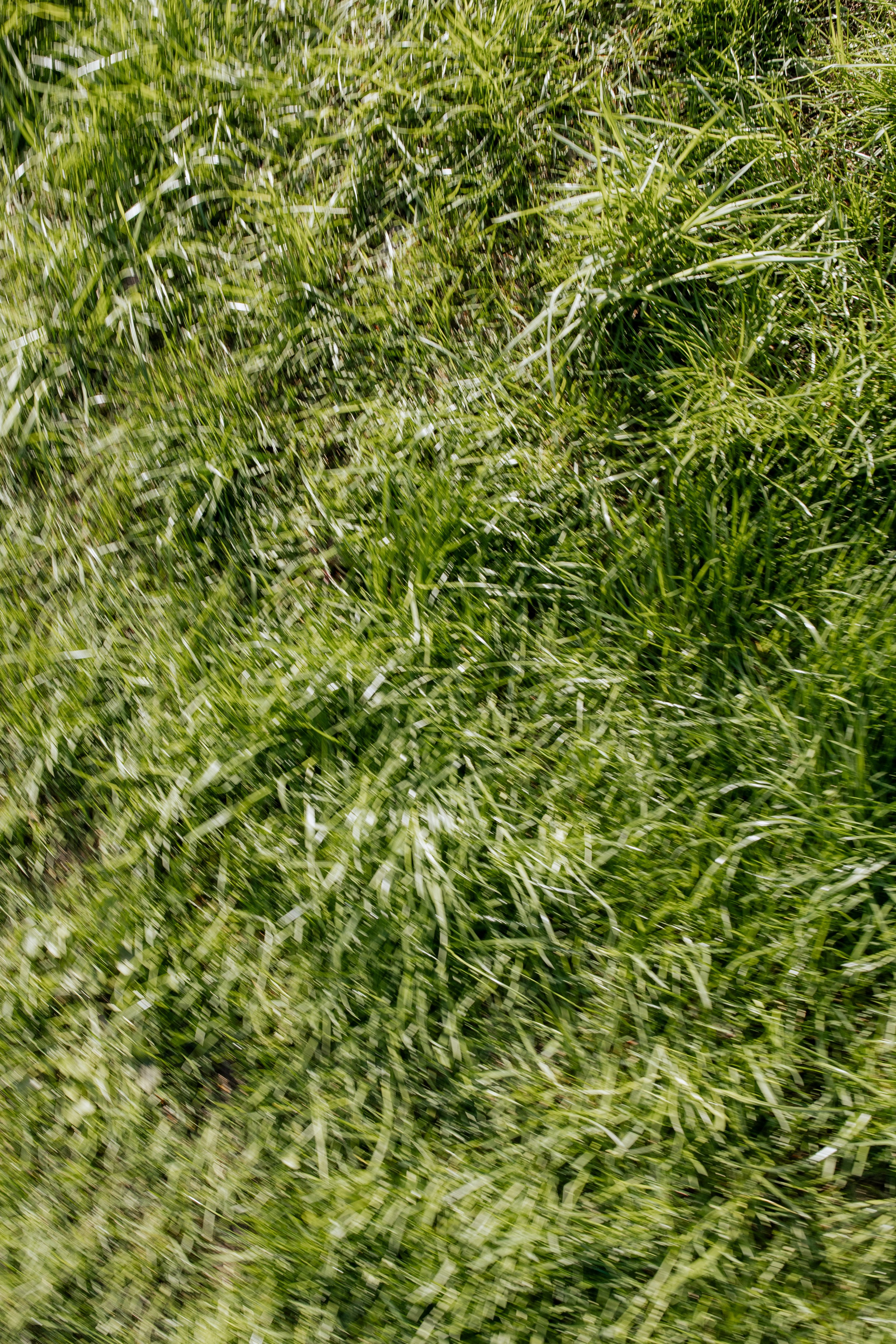 Ирина и Тимофей. Свадебный фотограф Витебск Минск