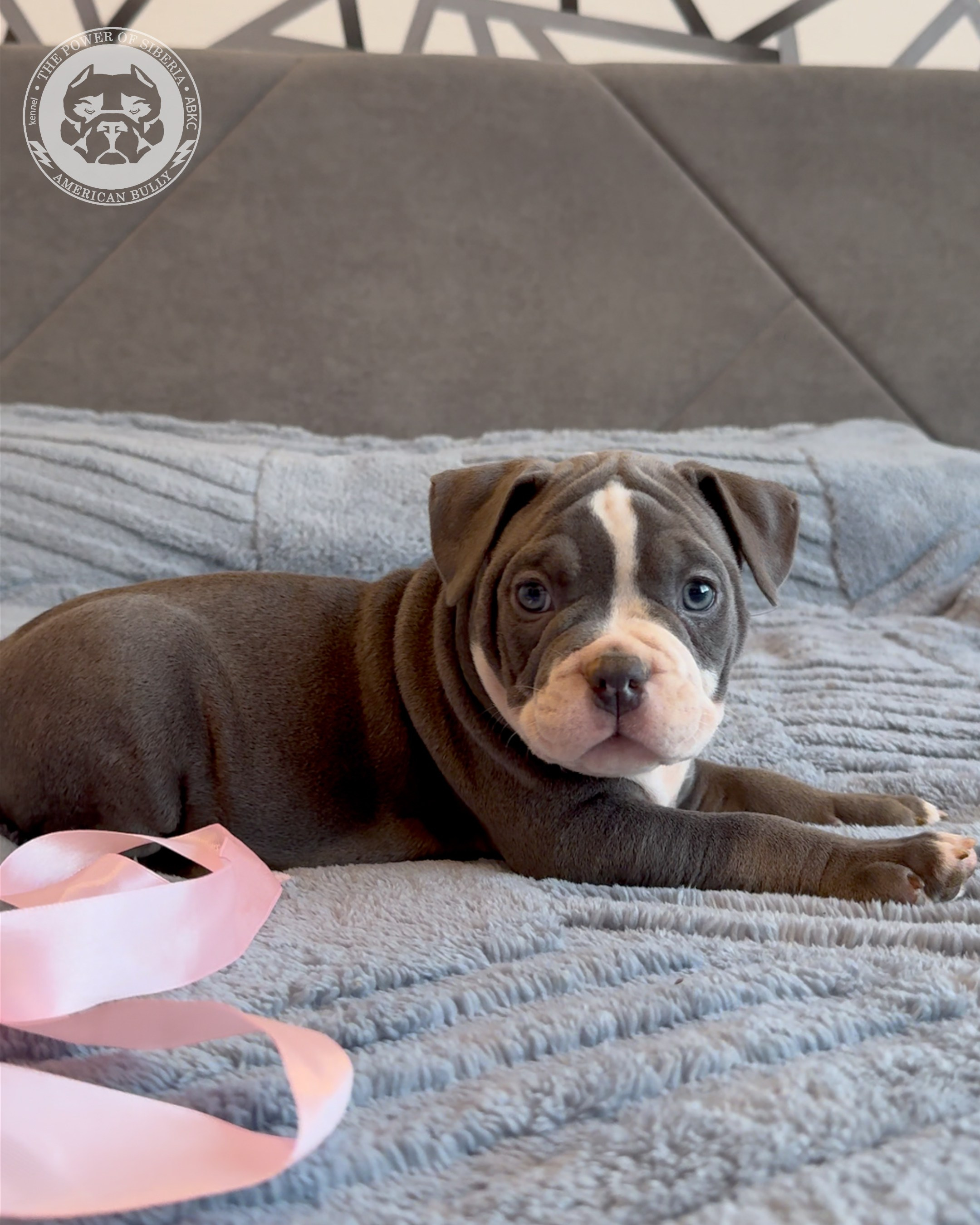 Свободные щенки Американский Булли, в типах покет, классик, стандарт. Американский Булли в г. Ростов-на-Дону. Питомник THE POWER OF SIBERIA