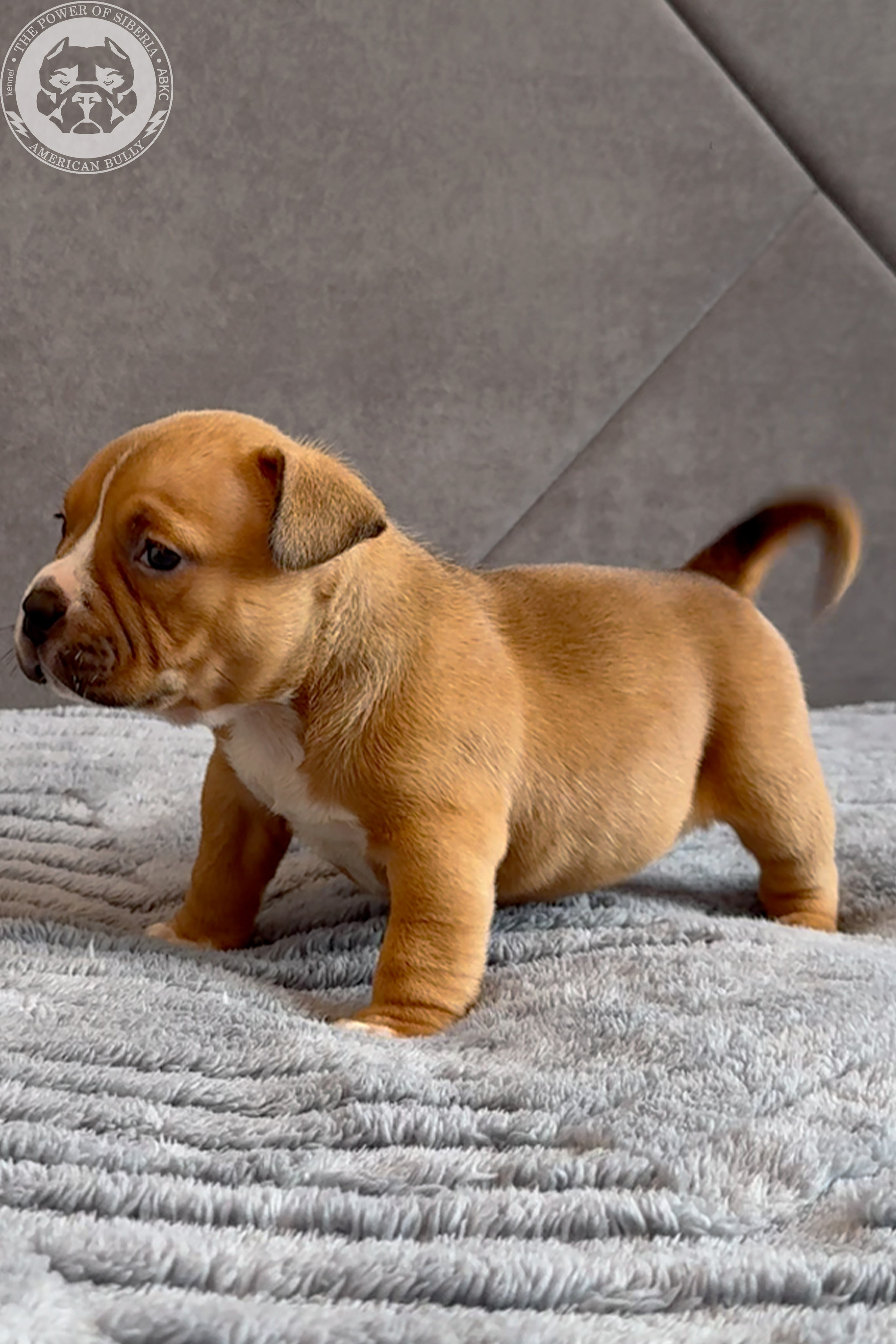 Свободные щенки Американский Булли, в типах покет, классик, стандарт. Американский Булли в г. Ростов-на-Дону. Питомник THE POWER OF SIBERIA