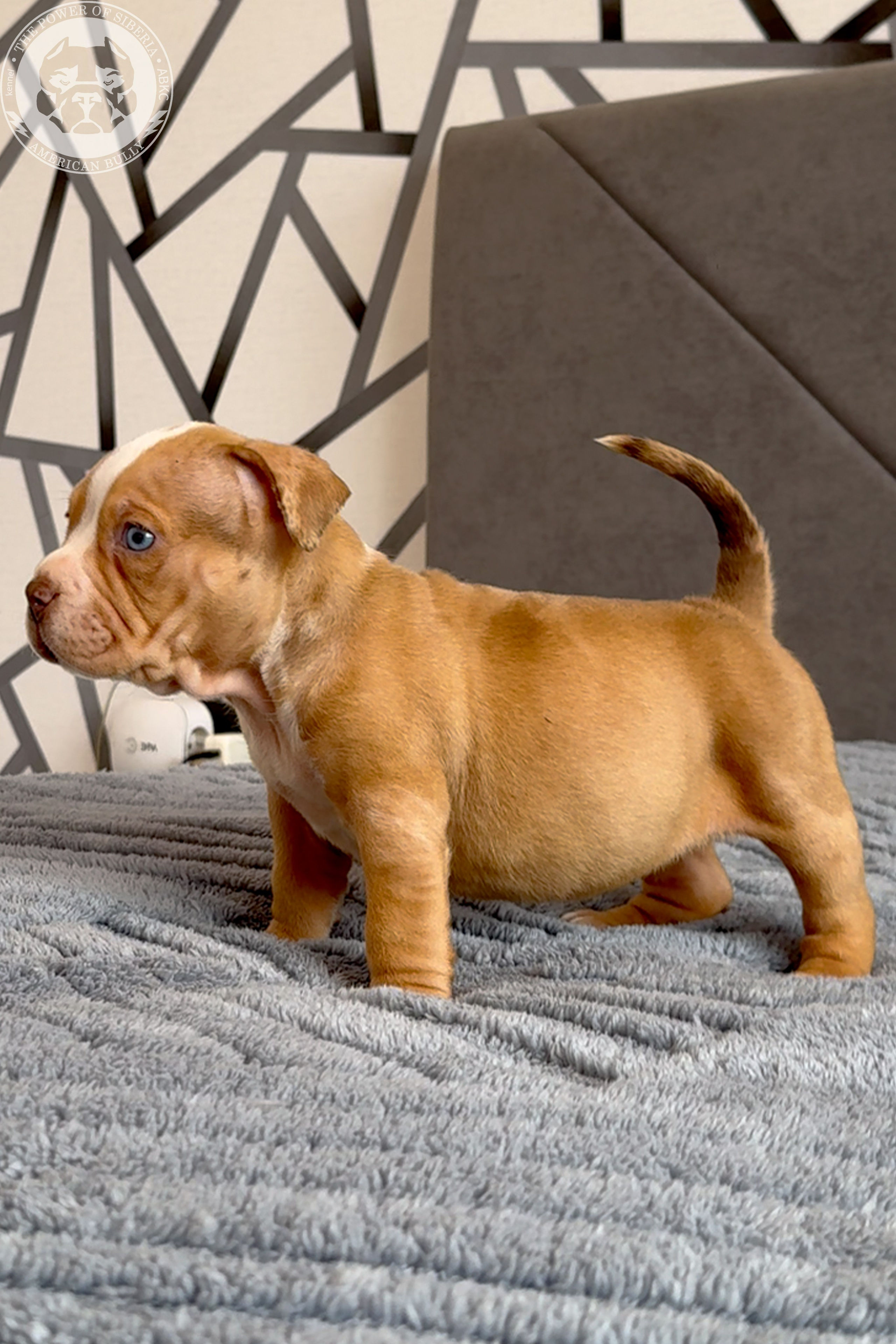 Свободные щенки Американский Булли, в типах покет, классик, стандарт. Американский Булли в г. Ростов-на-Дону. Питомник THE POWER OF SIBERIA