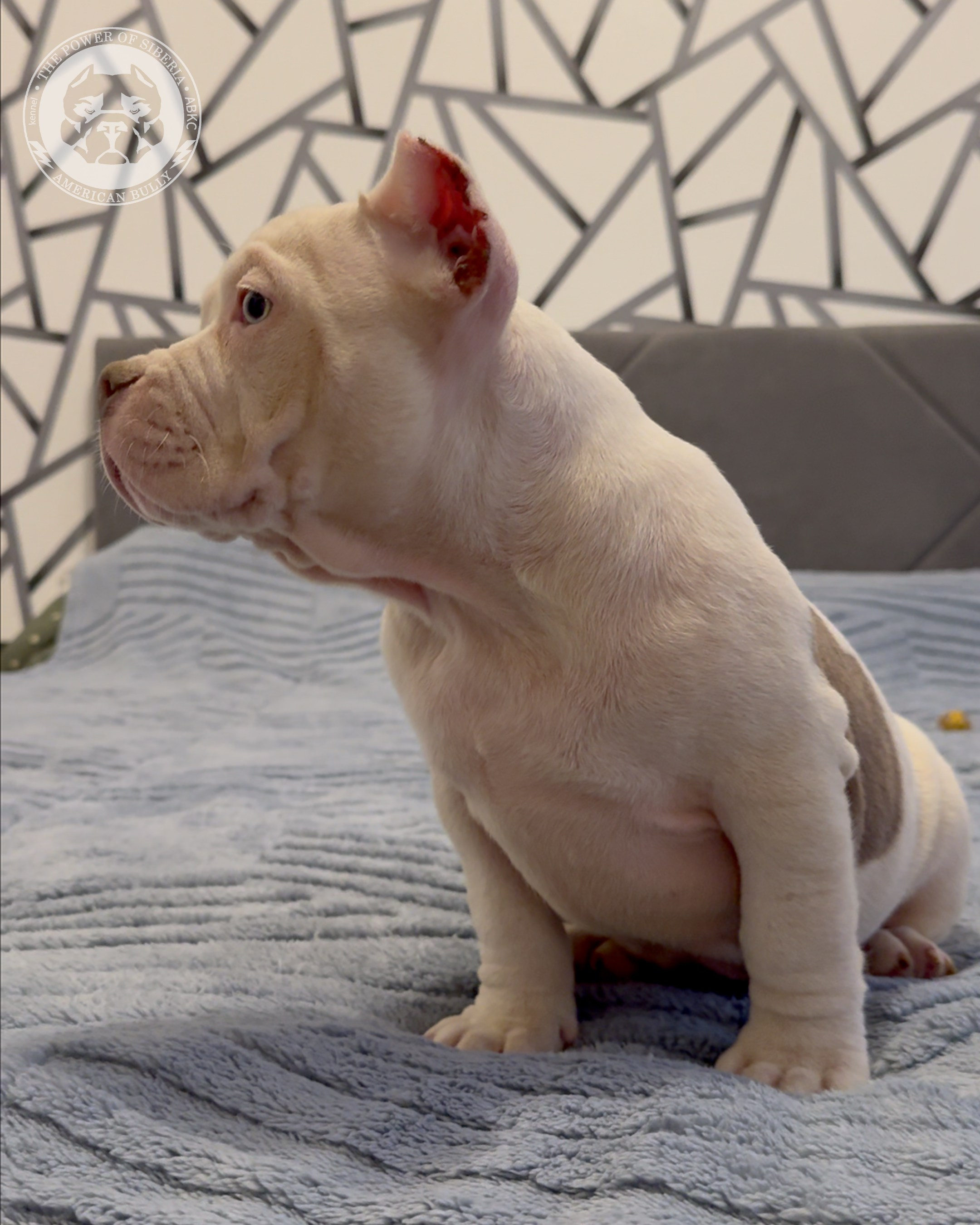 29.12.25-Терри-Локо. Американский Булли в г. Ростов-на-Дону. Питомник THE POWER OF SIBERIA