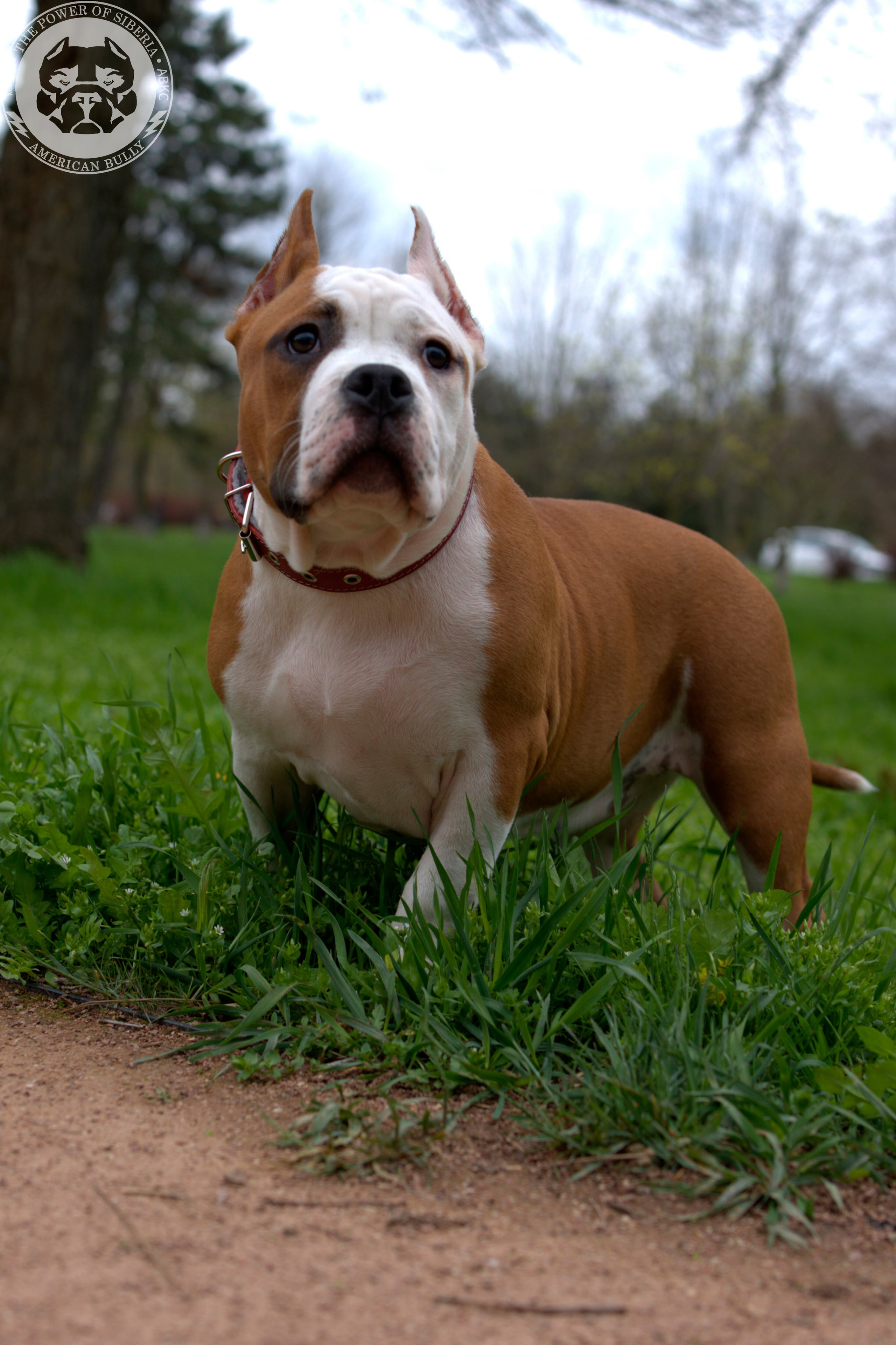 Свободные щенки Американский Булли, в типах покет, классик, стандарт. Американский Булли в г. Ростов-на-Дону. Питомник THE POWER OF SIBERIA