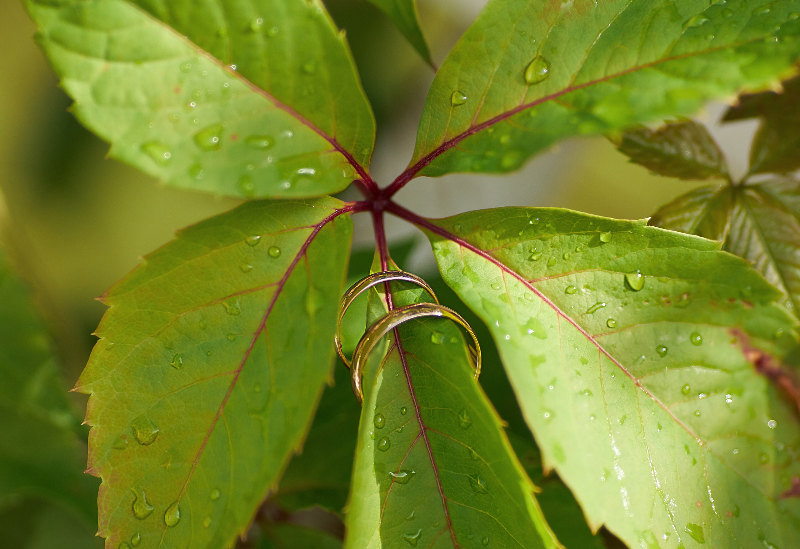 Свадьба Петергоф. Фотограф в Санкт-Петербурге Знаменская Ирина