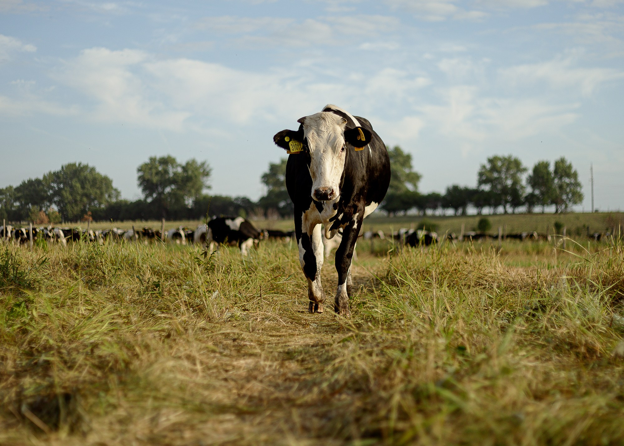 ЭкоНива — производитель молока № 1 в России