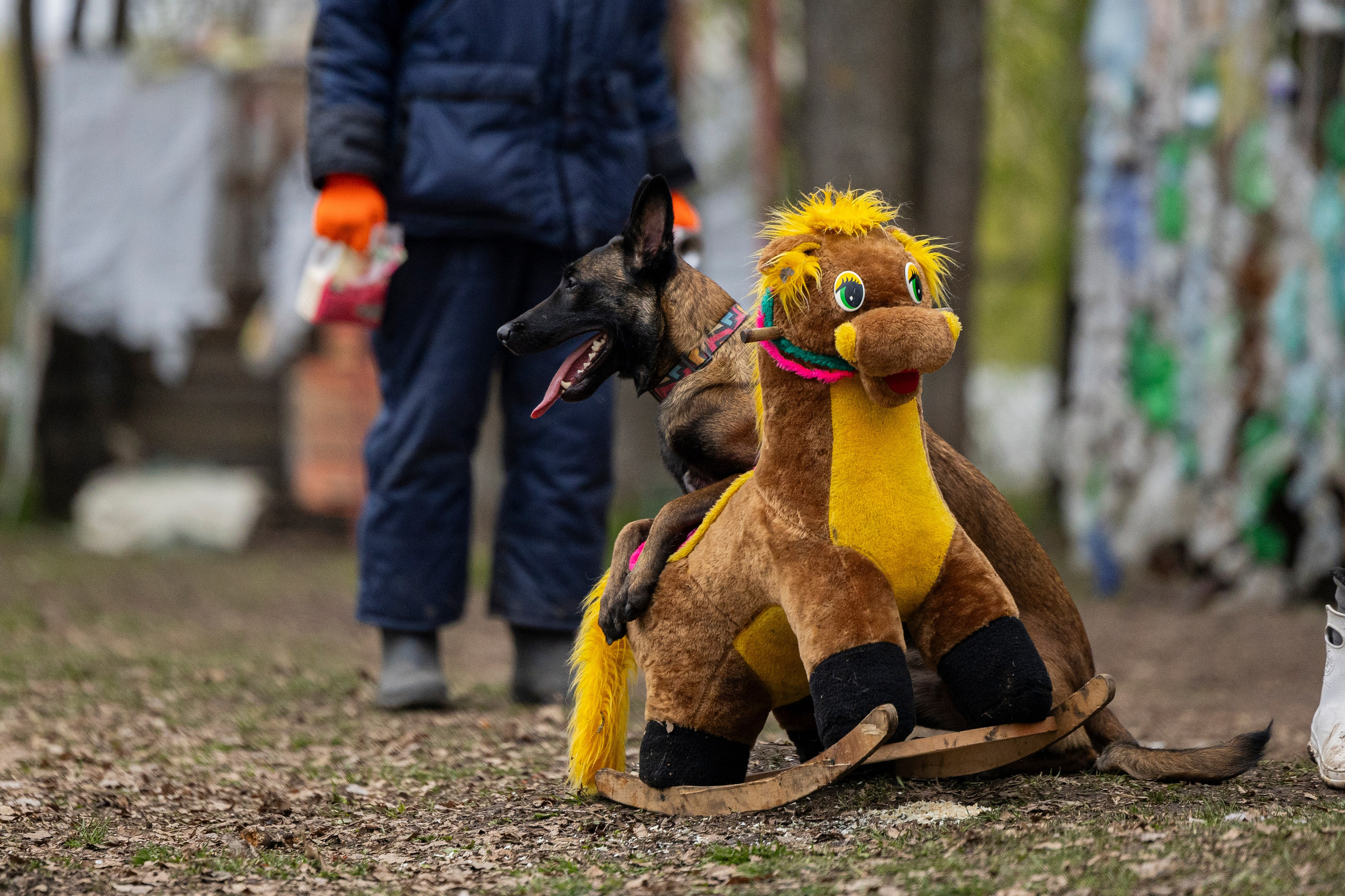 Квалификационные состязания по мондьорингу г. Вологда 11.05.24. Фотограф-анималист Анна Маринич