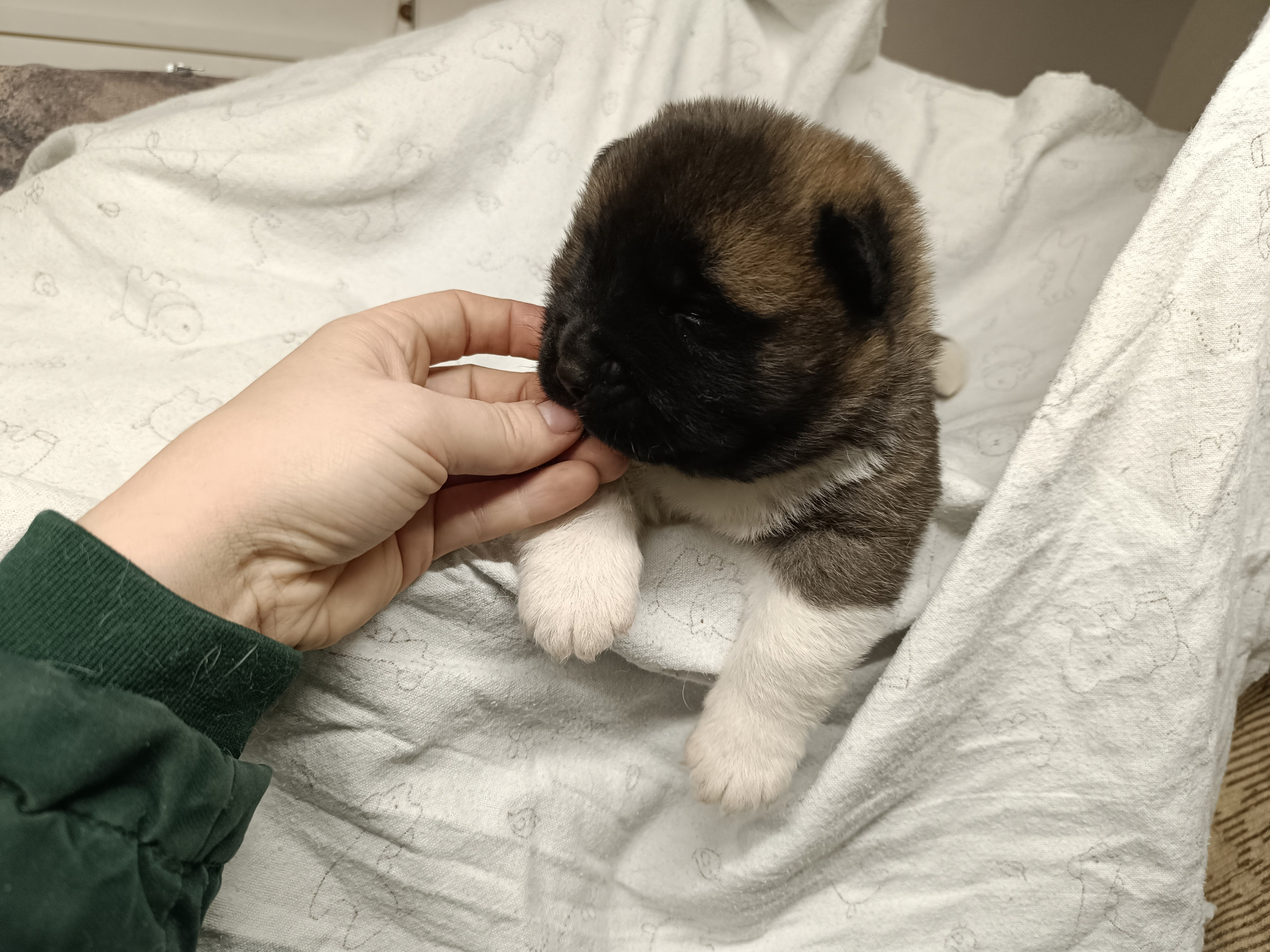 Американская акита  щенки питомник Санкт-Петербург клубные щенки Американская акита питомник RUBYLIGHT Рубилайт купить щенка американской акиты