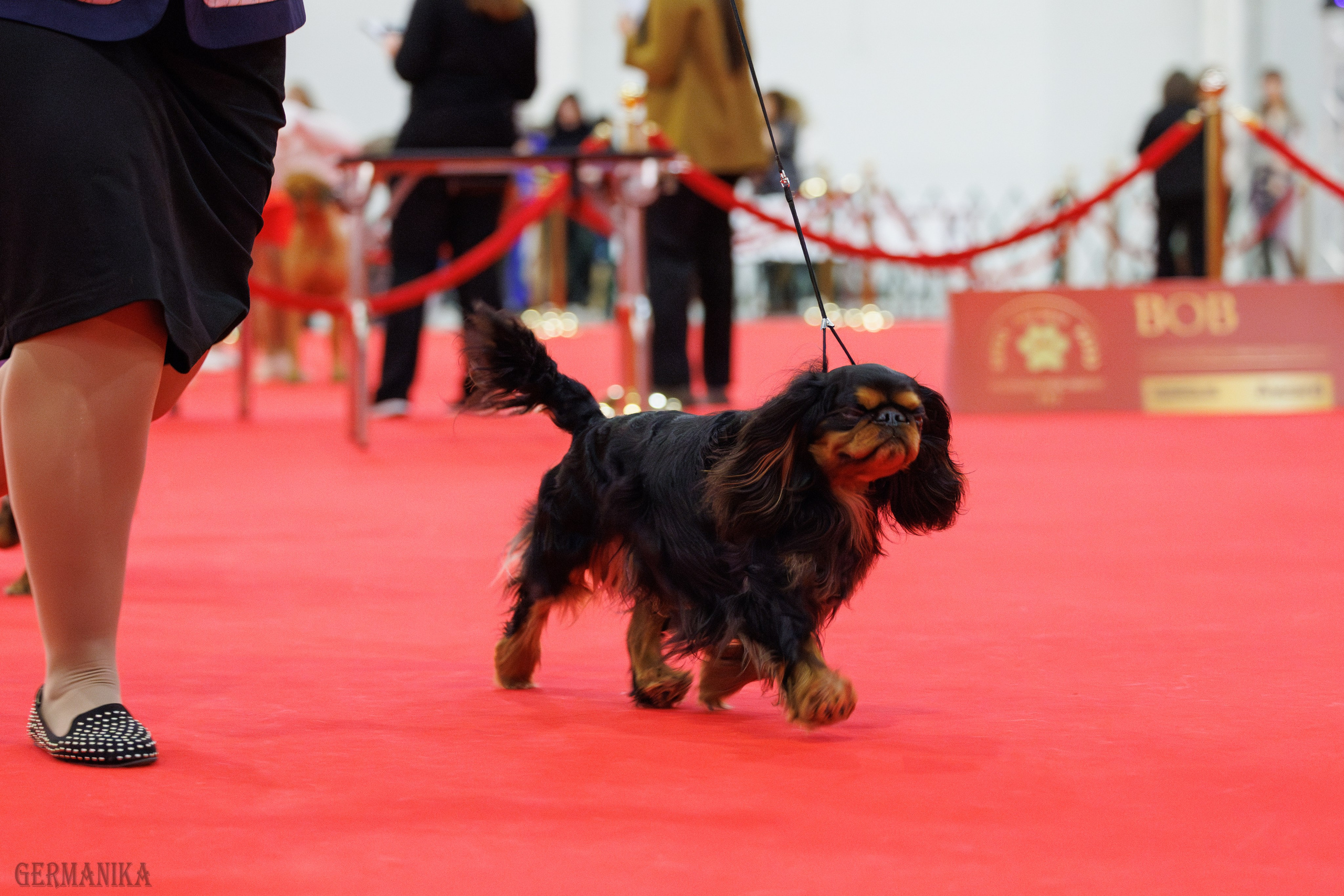 Лучшие Собаки России 17-18.02.2024. Фотограф-анималист Юлия Германика